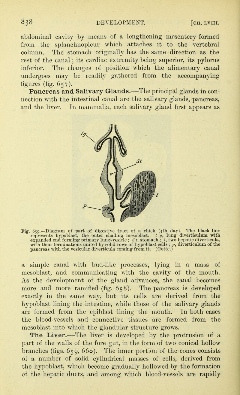 abdominal cavity by means of a lengthening mesentery formed from the splanchnopleur which attaches it to the vertebral column. The stomach originally Vias the same direction as the rest of the canal; its cardiac extremity being superior, its pylorus inferior. The changes of position which the alimentary canal undergoes may be readily gathered from the accompanying figures (fig. 657). Pancreas and Salivary Glands.—The principal glands in con- nection with the intestinal canal are the salivary glands, pancreas, and the liver. In mammalia, each salivary gland first appears as Fig'. 659.—Diagram of part of digestive tract of a chick (4th day). The black line represents hypoblast, the outer shading- mesoblast. I g, lung diverticulum with expanded end forming- primary lung-vesicle ; S t, stomach ; I, two hepatic diverticula, with their terminations united by solid rows of hypoblast cells ; p, diverticulum of the pancreas with the vesicular diverticula coming from it. (Gotte.) a simple canal with bud-like processes, lying in a mass of mesoblast, and communicating with the cavity of the mouth. As the development of the gland advances, the canal becomes more and more ramified (fig. 658). The pancreas is developed exactly in the same way, but its cells are derived from the hypoblast lining the intestine, while those of the salivary glands are formed from the epiblast lining the mouth. In both cases the blood-vessels and connective tissues are formed from the mesoblast into which the glandular structure grows. The Liver.—The liver is developed by the protrusion of a part of the walls of the fore-gut, in the form of two conical hollow branches (figs. 659, 660). The inner portion of the cones consists of a number of solid cylindrical masses of cells, derived from the hypoblast, which become gradually hollowed by the formation of the hepatic ducts, and among which blood-vessels are rapidly