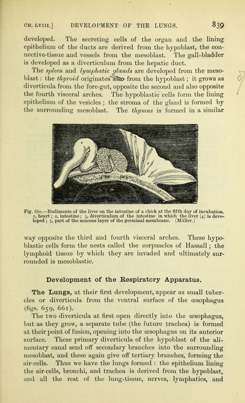 developed. The secreting cells of the organ and the lining epithelium of the ducts are derived from the hypoblast, the con- nective-tissue and vessels from the mesoblast. The gall-bladder is developed as a diverticulum from the hepatic duct. The spleen and lymphatic glands are developed from the meso- blast : the thyroid originates^ alSo from the hypoblast; it grows as diverticula from the fore-gut, opposite the second and also opposite the fourth visceral arches. The hypoblastic cells form the lining epithelium of the vesicles; the stroma of the gland is formed by the surrounding mesoblast. The thymus is formed in a similar Fig. 660,—Rudiments of the liver on the intestine of a chick at the fifth day of incubation. I, heart; 2, intestine; 3, diverticulum of the intestine in which the liver (4) is deve- loped ; 5, part of the mucous layer of the germinal membrane. (Miiller.) way opposite the third and fourth visceral arches. These hypo- blastic cells form the nests called the corpuscles of Hassall; the lymphoid tissue by which they are invaded and ultimately sur- rounded is mesoblastic. Development of the Respiratory Apparatus. The Lungs, at their first development, appear as small tuber- cles or diverticula from the ventral surface of the oesophagus (figs. 659, 661). ^ The two diverticula at first open directly into the oesophagus, but as they grow, a separate tube (the future trachea) is formed at their point of fusion, opening into the oesophagus on its anterior surface. These primary diverticula of the hypoblast of the ali- mentary canal send off secondary branches into the surrounding mesoblast, and these again give off tertiary branches, forming the air-cells. Thus we have the lungs formed : the epithelium lining the air-cells, bronchi, and trachea is derived from the hypoblast, and all the rest of the lung-tissue, nerves, lymphatics, and