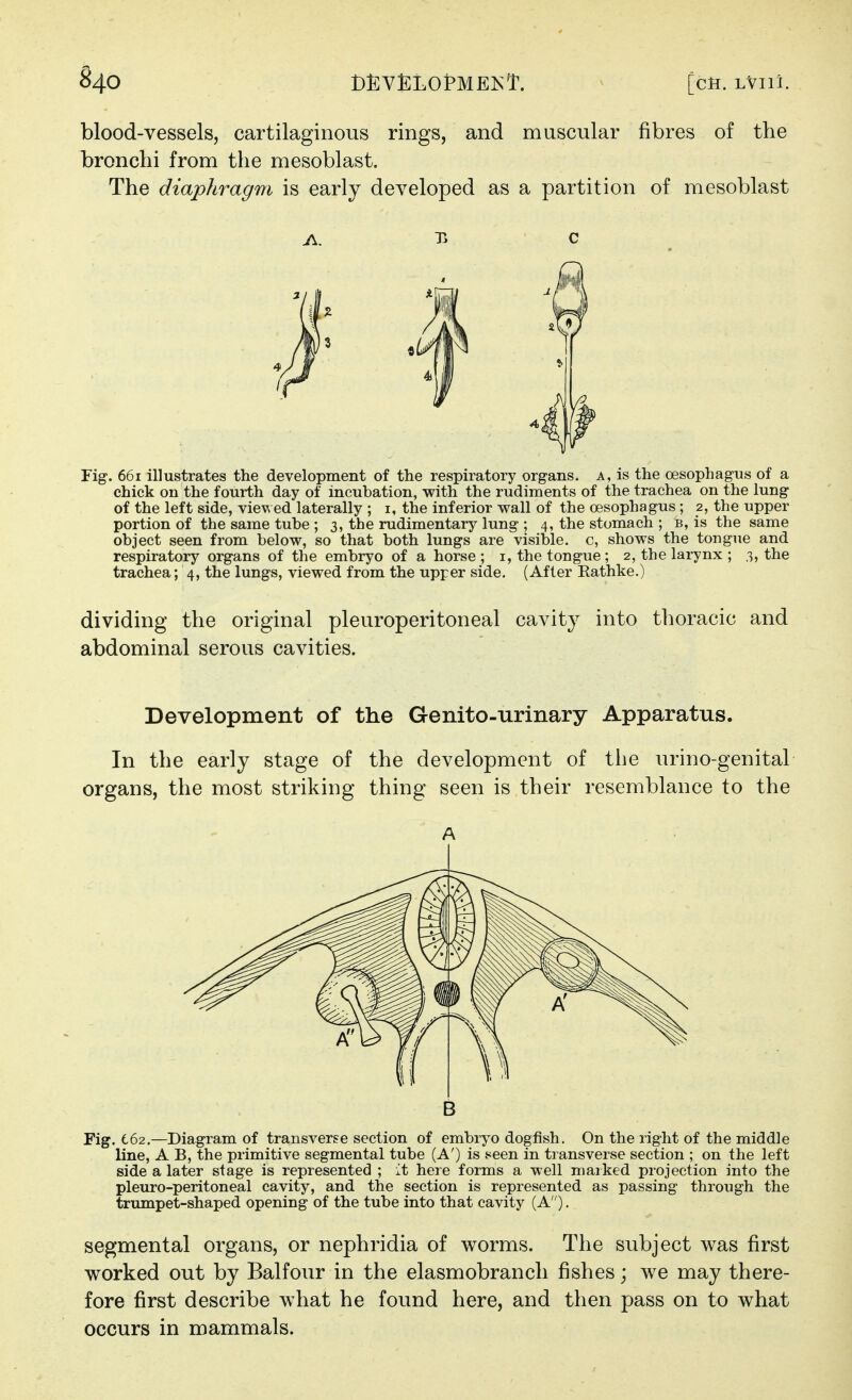 blood-vessels, cartilaginous rings, and muscular fibres of the bronchi from the mesoblast. The diaphragm is early developed as a partition of mesoblast Fig. 661 illustrates the development of the respiratory org-ans. a, is the oesophagus of a chick on the fourth day of incubation, with the rudiments of the trachea on the lung of the left side, vie^ ed laterally ; i, the inferior wall of the oesophagus ; 2, the upper portion of the same tube ; 3, the rudimentary lung ; 4, the stomach ; b, is the same object seen from below, so that both lungs are visible, c, shows the tongue and respiratory organs of the embryo of a horse ; i, the tongue; 2, the larynx ; 3, the trachea; 4, the lungs, viewed from the upper side. (After Eathke.) dividing the original pleuroperitoneal cavity into thoracic and abdominal serous cavities. Development of the Genito-urinary Apparatus. In the early stage of the development of the urino-genital organs, the most striking thing seen is their resemblance to the Fig. 662,—Diagram of transverse section of embryo dogfish. On the right of the middle line, A B, the primitive segmental tube (A') is seen in transverse section ; on the left side a later stage is represented ; it here forms a well maiked projection into the pleuro-peritoneal cavity, and the section is represented as passing through the trumpet-shaped opening of the tube into that cavity (A). segmental organs, or nephridia of worms. The subject was first worked out by Balfour in the elasmobrancli fishes; we may there- fore first describe what he found here, and then pass on to what occurs in mammals. c A B