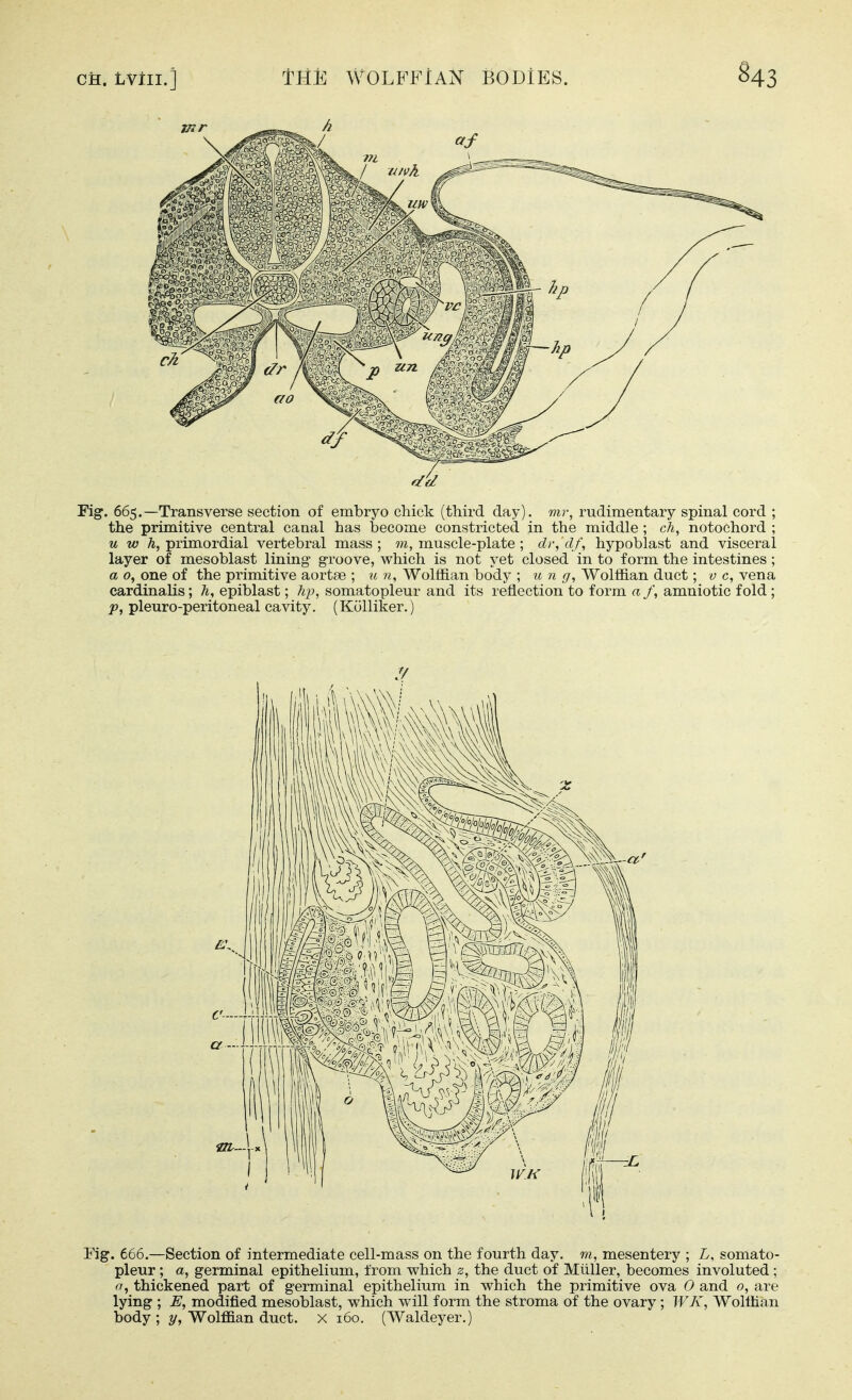 CH. LVlil.] ME WOLFFIAN BODIES. §43 Fig. 665.—Transverse section of embryo cliick (third day), mr, rudimentary spinal cord ; the primitive central canal has become constricted in the middle ; ch, notochord ; u w primordial vertebral mass ; m, muscle-plate ; dr, df, hypoblast and visceral layer of mesoblast lining groove, which is not yet closed in to form the intestines ; a 0, one of the primitive aortse ; u n. Wolffian body ; u n g, Wolffian duct; v c, vena cardinalis; h, epiblast; lip, somatopleur and its reflection to form a f, amniotic fold ; pleuro-peritoneal cavity. (Kolliker.) Fig. 666.—Section of intermediate cell-mass on the fourth day. m, mesentery ; somato- pleur ; a, germinal epithelium, from which 2, the duct of Miiller, becomes involuted ; a, thickened part of germinal epithelium in which the primitive ova 0 and 0, are lying ; E, modified mesoblast, which will form the stroma of the ovary; WK, Wolffian