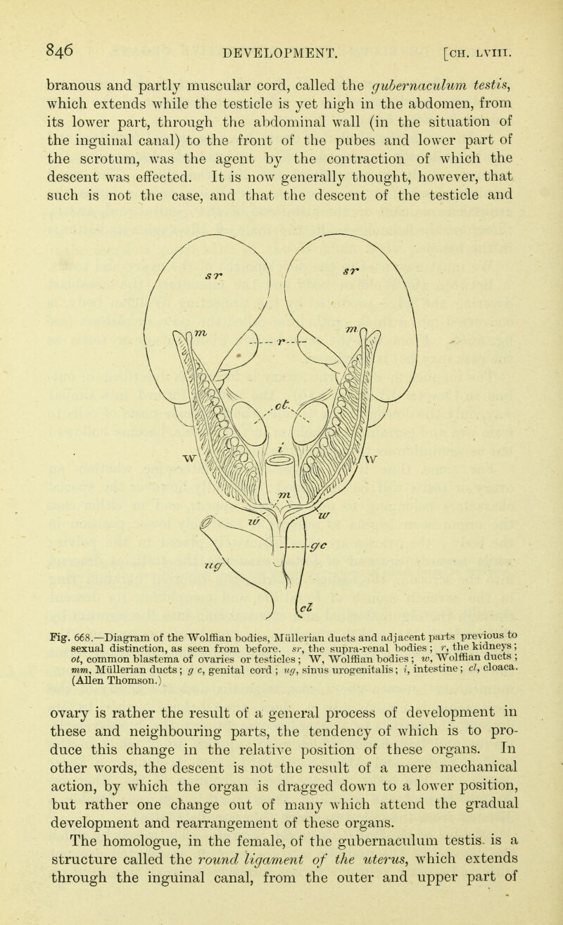 branous and partly muscular cord, called the guhernaculum testis, which extends while the testicle is yet high in the abdomen, from its lower part, through the abdominal wall (in the situation of the inguinal canal) to the front of the pubes and lower part of the scrotum, was the agent by the contraction of which the descent was effected. It is now generally thought, however, that such is not the case, and that the descent of the testicle and Fig. 668 —Diagram of the Wolffian bodies, Mullerian ducts and adjacent parts previous to sexual distinction, as seen from before, sr, the supra-renal bodies ; r, the kidneys; ot, common blastema of ovaries or testicles ; W, Wolffian bodies ; w. Wolffian ducts ; mm, Mullerian ducts; g c, genital cord ; tig, sinus urogenitalis; ?', intestine; cl, cloaca. (Allen Thomson.) ovary is rather the result of a general process of development in these and neighbouring parts, the tendency of which is to pro- duce this change in the relative position of these organs. In other words, the descent is not the result of a mere mechanical action, by which the organ is dragged down to a lower position, but rather one change out of m.any which attend the gradual development and rearrangement of these organs. The homologue, in the female, of the guhernaculum testis, is a structure called the round ligament of the uterus, w^hich extends through the inguinal canal, from the outer and upper part of