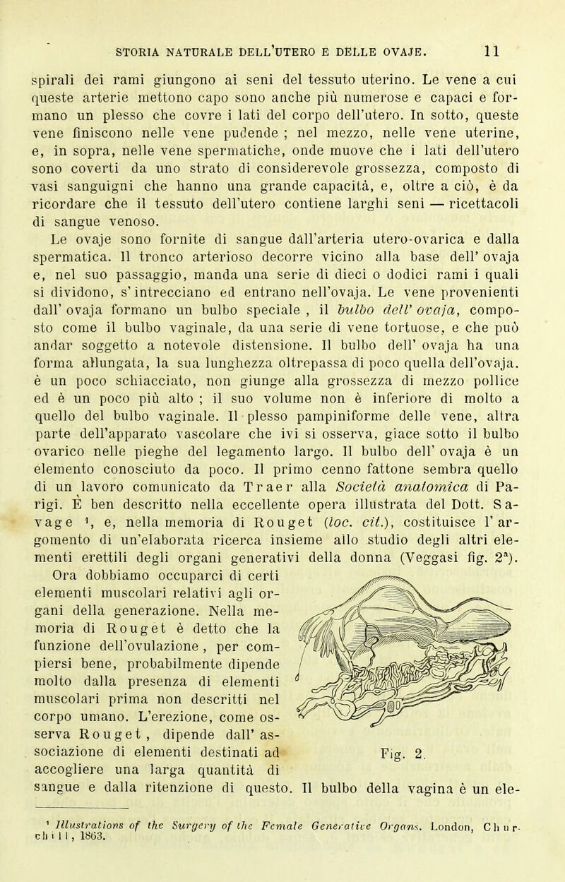 spirali dei rami giungono ai seni del tessuto uterino. Le vene a cui queste arterie mettono capo sono anche più numerose e capaci e for- mano un plesso che covre i lati del corpo dell'utero. In sotto, queste vene finiscono nelle vene pudende ; nel mezzo, nelle vene uterine, e, in sopra, nelle vene spermatiche, onde muove che i lati dell'utero sono coverti da uno strato di considerevole grossezza, composto di vasi sanguigni che hanno una grande capacità, e, oltre a ciò, è da ricordare che il tessuto dell'utero contiene larghi seni — ricettacoli di sangue venoso. Le ovaje sono fornite di sangue dall'arteria utero-ovarica e dalla spermatica. 11 tronco arterioso decorre vicino alla base dell' ovaja e, nel suo passaggio, manda una serie di dieci o dodici rami i quali si dividono, s'intrecciano ed entrano nell'ovaja. Le vene provenienti dall' ovaja formano un bulbo speciale , il hulbo dell' ovaja, compo- sto come il bulbo vaginale, da una serie di vene tortuose, e che può andar soggetto a notevole distensione. Il bulbo dell' ovaja ha una forma allungata, la sua lunghezza oltrepassa di poco quella dell'ovaja. è un poco schiacciato, non giunge alla grossezza di mezzo pollice ed è un poco più alto ; il suo volume non è inferiore di molto a quello del bulbo vaginale. Il plesso pampiniforme delle vene, altra parte dell'apparato vascolare che ivi si osserva, giace sotto il bulbo ovarico nelle pieghe del legamento largo. Il bulbo dell' ovaja è un elemento conosciuto da poco. II primo cenno fattone sembra quello di un lavoro comunicato da Traer alla Società anatomica di Pa- rigi. E ben descritto nella eccellente opera illustrata del Dott. Sa- vage S e, nella memoria di Rouget {loc. cit.), costituisce l'ar- gomento di un'elaborata ricerca insieme allo studio degli altri ele- menti erettili degli organi generativi della donna (Veggasi fig. 2^). Ora dobbiamo occuparci di certi elementi muscolari relativi agli or- gani della generazione. Nella me- moria di Rouget è detto che la funzione dell'ovulazione , per com- piersi bene, probabilmente dipende molto dalla presenza di elementi muscolari prima non descritti nel corpo umano. L'erezione, come os- serva Rouget, dipende dall'as- . sociazione di elementi destinati ad accogliere una larga quantità di sangue e dalla ritenzione di questo. Il bulbo della vagina è un ele- ' Illustrations of the Surgery of Ihc Female Generative Organs. London, C li u r- chill, 1863.