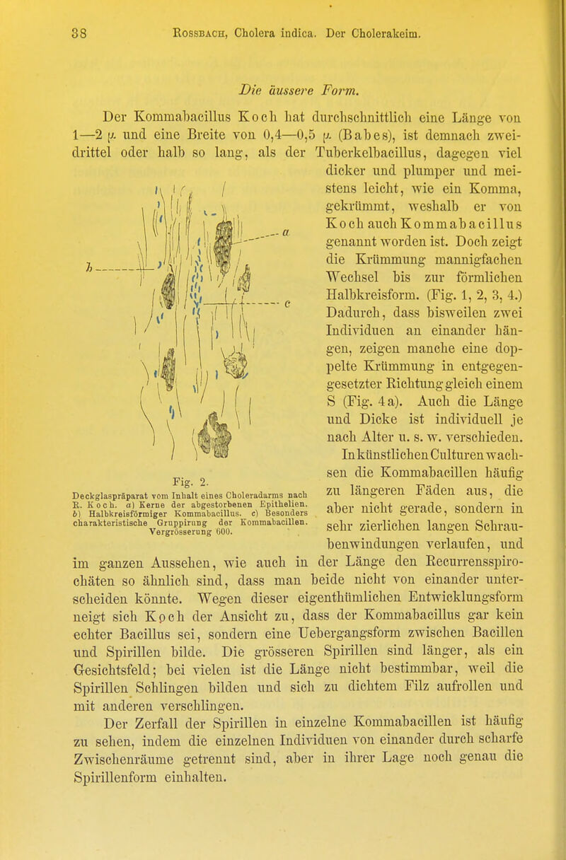 Die äussere Form. Der Kommal3acillus Koch hat durchschnittlich eine Länge von 1—2 und eine Breite von 0,4—0,5 [j. (Babes), ist demnach zwei- drittel oder halb so lang, als der Tuberkelbacillus, dagegen viel dicker und plumper und mei- stens leicht, wie ein Komma, gekrümmt, weshalb er von Koch auch Kommabacillus genannt worden ist. Doch zeigt die Krümmung mannigfachen Wechsel bis zur förmlichen Halbkreisform. (Fig. 1, 2, 3, 4.) Dadurch, dass bisweilen zwei Individuen an einander hän- gen, zeigen manche eine dop- pelte Krümmung in entgegen- gesetzter Richtung gleich einem S (Fig. 4 a). Auch die Länge und Dicke ist individuell je nach Alter u. s. w. verschieden. In künstlichen Culturen wach- sen die Kommabacillen häufig zu längeren Fäden aus, die aber nicht gerade, sondern in sehr zierlichen langen Schrau- benwindungen verlaufen, und im ganzen Aussehen, wie auch in der Länge den Recurrensspiro- chäten so ähnlich sind, dass man beide nicht von einander unter- scheiden könnte. Wegen dieser eigenthtimlichen Entwicklungsform neigt sich Kpch der Ansicht zu, dass der Kommabacillus gar kein echter Bacillus sei, sondern eine Uebergangsform zwischen Bacillen und Spirillen bilde. Die grösseren Spirillen sind länger, als ein Gesichtsfeld; bei vielen ist die Länge nicht bestimmbar, weil die Spirillen Schlingen bilden und sich zu dichtem Filz aufrollen und mit anderen verschlingen. Der Zerfall der Spirillen in einzelne Kommabacillen ist häufig zu sehen, indem die einzelnen Individuen von einander durch scharfe Zwischenräume getrennt sind, aber in ihrer Lage noch genau die Spirillenform einhalten. Fig. 2. Deckglaspräparat vom Inhalt eines Choleradarms nach E. Koch, o) Kerne der abgestorbenen Epithelien. 6) Halbkreisförmiger Kommabacillus. e) Besonders charakteristische Grnppiriing der Kommabacillen. Vergrösserung GOÜ.