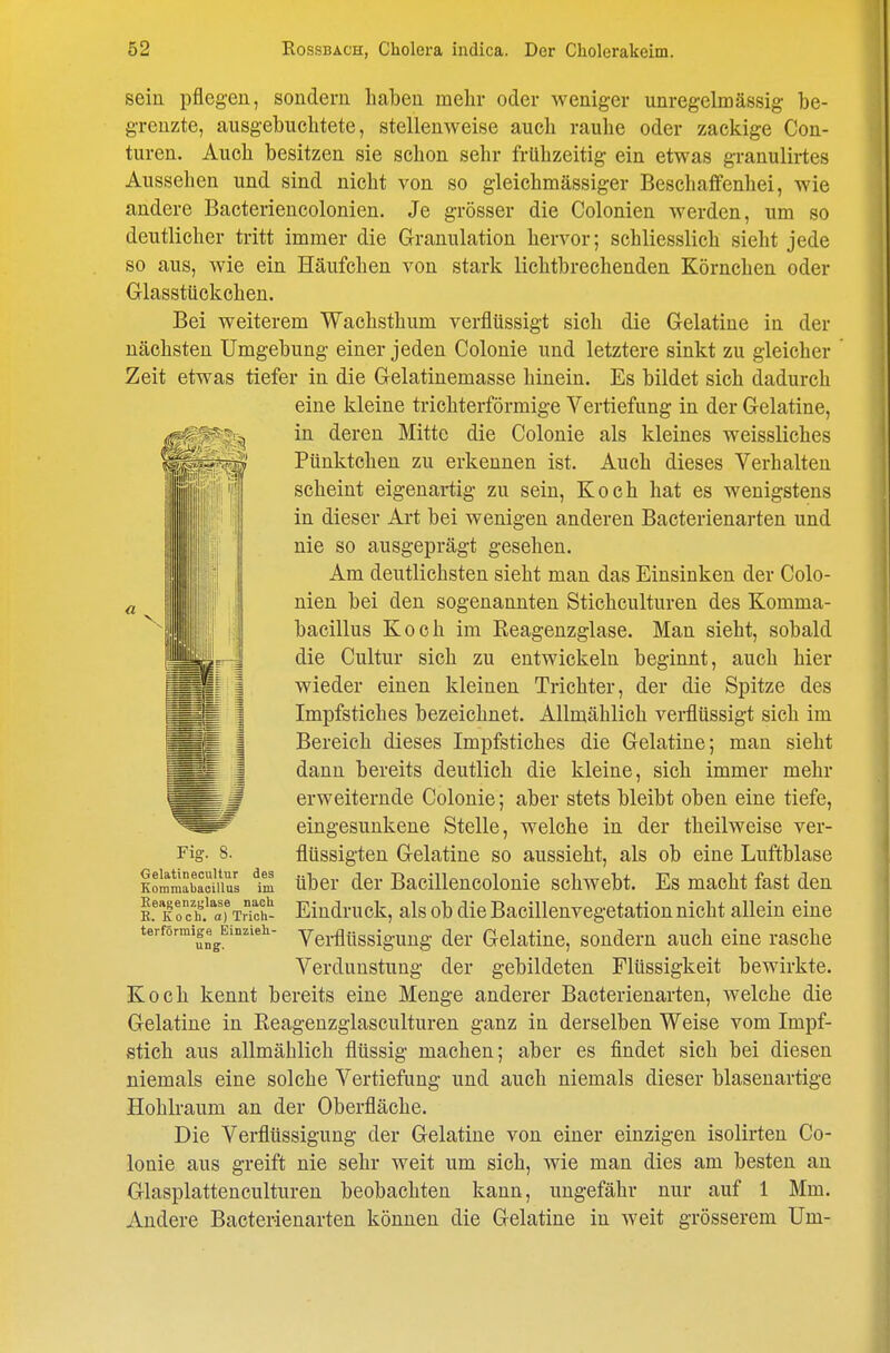 seiü pflegen, sondern haben mehr oder weniger unregelmässig be- grenzte, ausgebuchtete, stellenweise auch rauhe oder zackige Con- turen. Auch besitzen sie schon sehr frühzeitig ein etwas granulirtes Aussehen und sind nicht von so gleichmässiger Beschaffenhei, wie andere Bacteriencolonien. Je grösser die Colonien werden, um so deutlicher tritt immer die Granulation hervor; schliesslich sieht jede so aus, wie ein Häufchen von stark lichtbrechenden Körnchen oder Glasstückchen. Bei weiterem Wachsthum verflüssigt sich die Gelatine in der nächsten Umgebung einer jeden Colonie und letztere sinkt zu gleicher Zeit etwas tiefer in die Gelatinemasse hinein. Es bildet sich dadurch eine kleine trichterförmige Vertiefung in der Gelatine, in deren Mitte die Colonie als kleines weissliches Pünktchen zu erkennen ist. Auch dieses Verhalten scheint eigenartig zu sein, Koch hat es wenigstens in dieser Art bei wenigen anderen Bacterienarten und nie so ausgeprägt gesehen. Am deutlichsten sieht man das Einsinken der Colo- nien bei den sogenannten Stichculturen des Komma- bacillus Koch im Eeagenzglase. Man sieht, sobald die Cultur sich zu entwickeln beginnt, auch hier wieder einen kleinen Trichter, der die Spitze des Impfstiches bezeichnet. Allmählich verflüssigt sich im Bereich dieses Impfstiches die Gelatine; man sieht dann bereits deutlich die kleine, sich immer mehr erweiternde Colonie; aber stets bleibt oben eine tiefe, eingesunkene Stelle, welche in der theilweise ver- flüssigten Gelatine so aussieht, als ob eine Luftblase über der Bacillencolonie schwebt. Es macht fast den Eindruck, als ob die Bacillenvegetation nicht allein eine Verflüssigung der Gelatine, sondern auch eine rasche Verdunstung der gebildeten Flüssigkeit bewirkte. Koch kennt bereits eine Menge anderer Bacterienarten, welche die Gelatine in Keagenzgiasculturen ganz in derselben Weise vom Impf- stieh aus allmählich flüssig machen; aber es findet sich bei diesen niemals eine solche Vertiefung und auch niemals dieser blasenartige Hohlraum an der Oberfläche. Die Verflüssigung der Gelatine von einer einzigen isolirten Co- lonie aus greift nie sehr weit um sich, wie man dies am besten an Glasplattenculturen beobachten kann, ungefähr nur auf 1 Mm. Andere Bacterienarten können die Gelatine in weit grösserem Um- I - ä Fig. 8. Gelatinecultur des Konimabaoillus im Eeagenzglase nach E. Koch, a) Trich- terförmige Einzieh- ung.