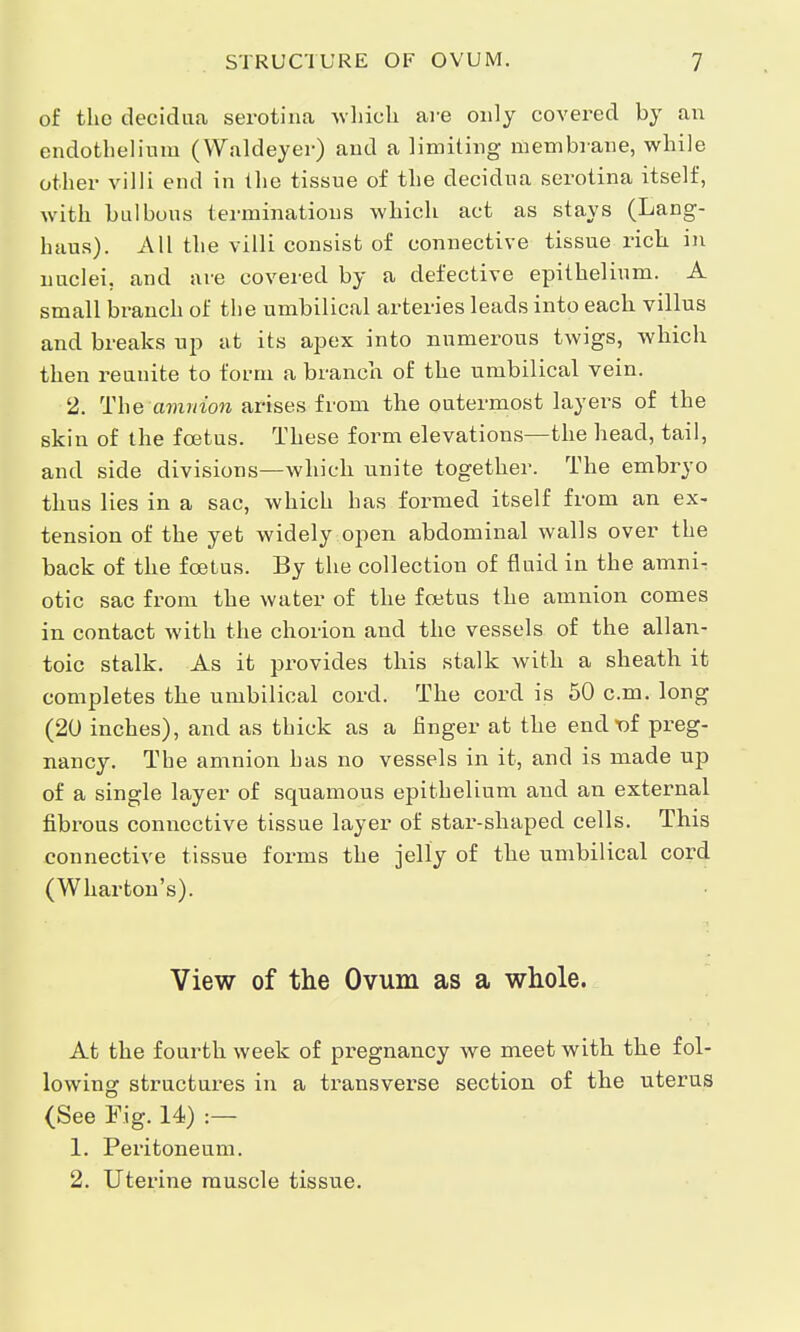 of the decidua serotina which are only covered by an endothelium (Waldeyer) and a limiting membrane, while other villi end in the tissue of the decidua serotina itself, with bulhous terminations which act as stays (Lang- haus). All the villi consist of connective tissue rich in nuclei, and are covered by a defective epithelium. A small branch of the umbilical arteries leads into each villus and breaks up at its apex into numerous twigs, which then reunite to form a branch of the umbilical vein. 2. The amnion arises from the outermost layers of the skin of the foetus. These form elevations—the head, tail, and side divisions—which unite together. The embryo thus lies in a sac, which has formed itself from an ex- tension of the yet widely open abdominal walls over the back of the foetus. By the collection of fluid in the amni- otic sac from the water of the foetus the amnion comes in contact with the chorion and the vessels of the allan- toic stalk. As it provides this stalk with a sheath it completes the umbilical cord. The cord is 50 cm. long (20 inches), and as thick as a finger at the endt)f preg- nancy. The amnion has no vessels in it, and is made up of a single layer of squamous epithelium and an external fibrous connective tissue layer of star-shaped cells. This connective tissue forms the jelly of the umbilical cord (Wharton's). View of the Ovum as a whole. At the fourth week of pregnancy we meet with the fol- lowing structures in a transverse section of the uterus (See Fig. 14) :— 1. Peritoneum. 2. Uterine muscle tissue.