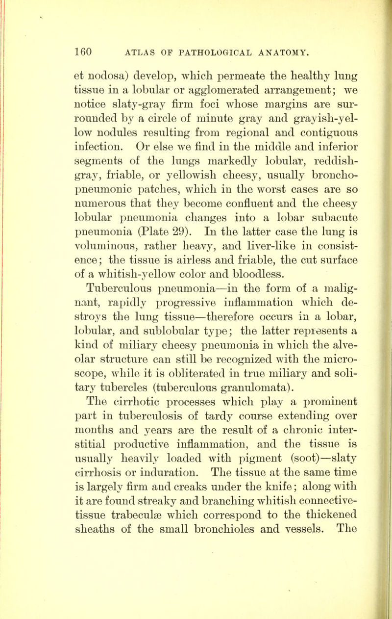 et nodosa) develop, which permeate the healthy lung tissue in a lobular or agglomerated arrangement; we notice slaty-gray firm foci whose margins are sur- rounded by a circle of minute gray and grayish-yel- low nodules resulting from regional and contiguous infection. Or else we find in the middle and inferior segments of the lungs markedly lobular, reddish- gray, friable, or yellowish cheesy, usually broncho- pneumonic patches, which in the worst cases are so numerous that they become confluent and the cheesy lobular pneumonia changes into a lobar subacute pneumonia (Plate 29). In the latter case the lung is voluminous, rather heavy, and liver-like in consist- ence; the tissue is airless and friable, the cut surface of a whitish-yellow color and bloodless. Tuberculous pneumonia—in the form of a malig- nant, rapidly i:)rogressive inflammation which de- stroys the lung tissue—therefore occurs in a lobar, lobular, and sublobular type; the latter rej^resents a kind of miliary cheesy pneumonia in which the alve- olar structure can still be recognized with the micro- scope, while it is obliterated in true miliary and soli- tary tubercles (tuberculous granulomata). The cirrhotic processes which play a prominent part in tuberculosis of tardy course extending over months and years are the result of a chronic inter- stitial productive inflammation, and the tissue is usually heavily loaded with pigment (soot)—slaty cirrhosis or induration. The tissue at the same time is largely firm and creaks under the knife; along with it are found streaky and branching whitish connective- tissue trabeculse which correspond to the thickened sheaths of the small bronchioles and vessels. The