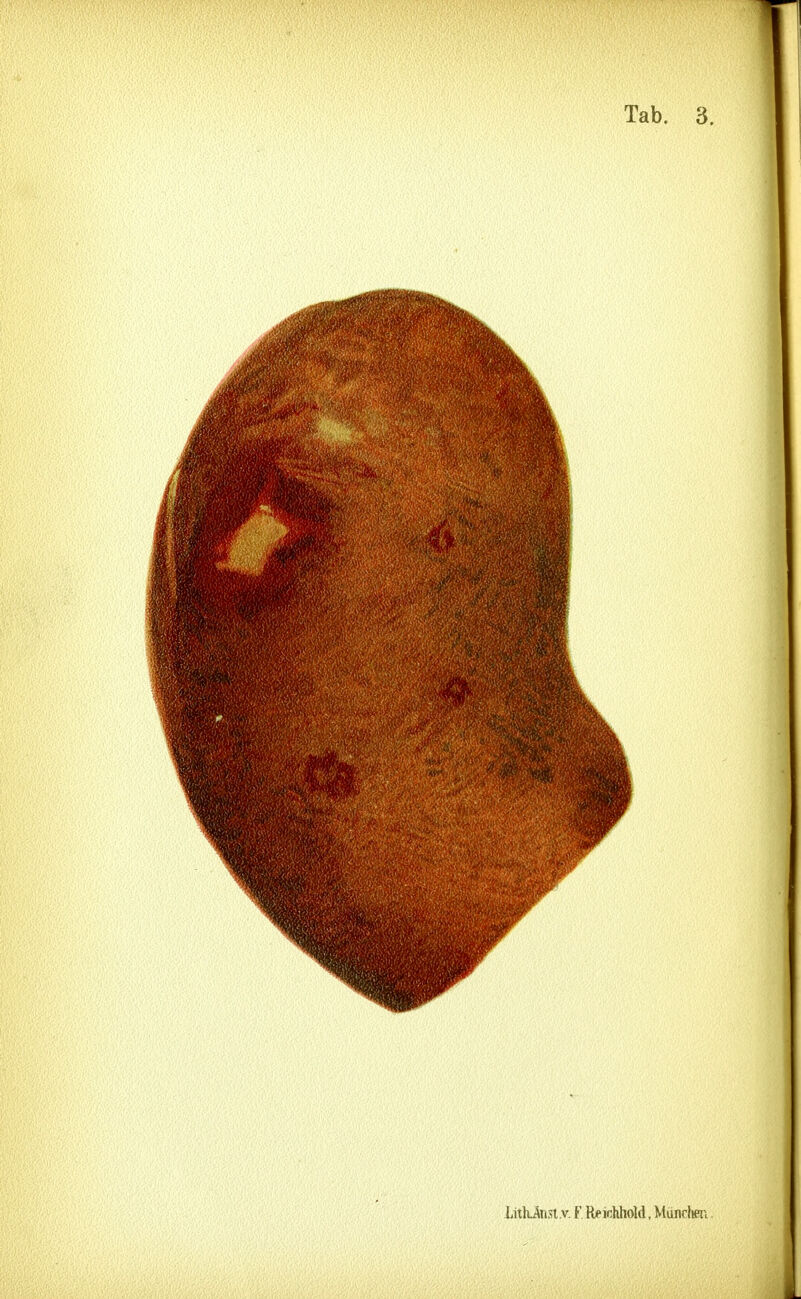 Lith-Aiislv. F Reißhhold. Münrhen