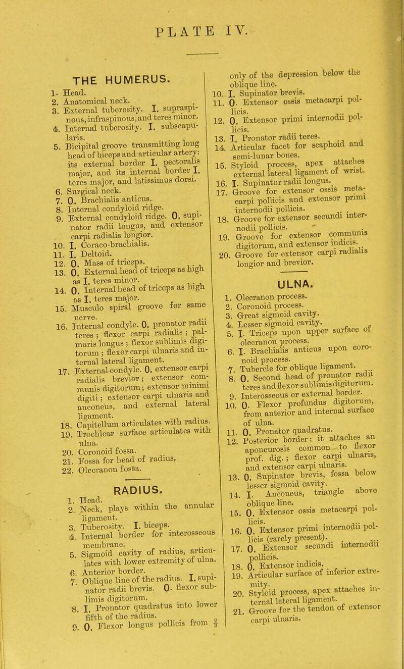 THE HUMERUS. 1. Head. 2. Anatomical neck. 3. External tuberosity. I. supraspi- nous, infraspinous, and teres minor. 4. Internal tuberosity. I. subscapu- lars. . 5. Bicipital groove transmitting long bead of biceps and articular artery: its external border I. pectorahs major, and its internal border I. teres major, and latissimus dorsi. 6. Surgical neck. 7. 0. Brachialis anticus. 8. Internal condyloid ridge. 9. External condyloid ridge. 0. supi- nator radii longus, and extensor carpi radialis longior. 10. I. Coraco-bracbialis. 11. I. Deltoid. 12. 0 Mass of triceps. 13. 0. External bead of triceps as high as I. teres minor. 14. 0. Internal head of triceps as high as I. teres major. 15. Musculo spiral groove for same nerve. ... 16 Internal condyle. 0. pronator radii teres ; flexor carpi radiabs ; pal- maris longus ; flexor sublimis digi- torum ; flexor carpi ulnaris and in- ternal lateral Ugament. 17 External condyle. 0. extensor carpi radiabs brevior; extensor com- munis digitorum; extensor mimmi dieiti; extensor carpi ulnaris and anconeus, and external lateral bgament. 18 Capitellum articulates with radius 19. Trochlear surface articulates with ulna. 20. Coronoid fossa. 21. Eossa for bead of radius, 22. Olecranon fossa. RADIUS. 1. Head. 2. Neck, plays within the annular ligament. 3. Tuberosity. I. biceps. 4. Internal border for interosseous membrane. 5 Sigmoid cavity of radius, articu- lates with lower extremity of ulna. 6 Anterior border. _ 7 Obbque line of the radius. I. supi- nator radii brevis. 0- flexor sub- limis digitorum. B I Pronator quadratus into lower fifth of the radius. 2 9. 0. Flexor longus polbcis rrom „ only of the depression below the oblique line. 10. I. Supinator brevis. _ 11. 0- Extensor ossis metacarpi pol- licis. ,.. . 12. 0. Extensor primi internoaii pol- licis. 13. I. Pronator radii teres. 14. Articular facet for scaphoid and semi-lunar bones. 15. Styloid process, apex attaches external lateral ligament of wrist. 16 I. Supinator radii longus.^ 17 Groove for extensor ossis meta- carpi polbcis and extensor primi internodii polbcis. m 18. Groove for extensor secundi inter- nodii polbcis. 19 Groove for extensor communis digitorum, and extensor indicia. 20. Groove for extensor carpi radialis longior and brevior. ULNA. 1. Olecranon process. 2. Coronoid process. 3. Great sigmoid cavity. 4. Lesser sigmoid cavity. 5. I. Triceps upon upper surface ot olecranon process. 6. I. Brachiabs anticus upon coro- noid process. 7 Tubercle for oblique bgament. 8' 0 Second head of pronator radii teres and flexor subbmis digitorum. 9 Interosseous or external border. 10 0 Flexor profundus digitorum, from anterior and internal surface of ulna. 11 0 Pronator quadratus. 12. Posterior border: it attaches an aponeurosis common to flexor prof, dig.; flexor carpi ulnaris, and extensor carpi ulnaris. 13. 0. Supinator brevis, fossa below lesser sigmoid cavity. 14. J. Anconeus, triangle above oblique bne. 15. 0. Extensor ossis metacarpi poi- 16. (^Extensor primi internodii pol- bcis (rarely present). _ 17. 0. Extensor secundi internodii polbcis. 18 0 Extensor indicis. 19. Articular surface of inferior extrc mity. , 20 Styloid process, apex attaches in- ternal lateral ligament. 21. Groove for the tendon of extensor carpi ulnaris.
