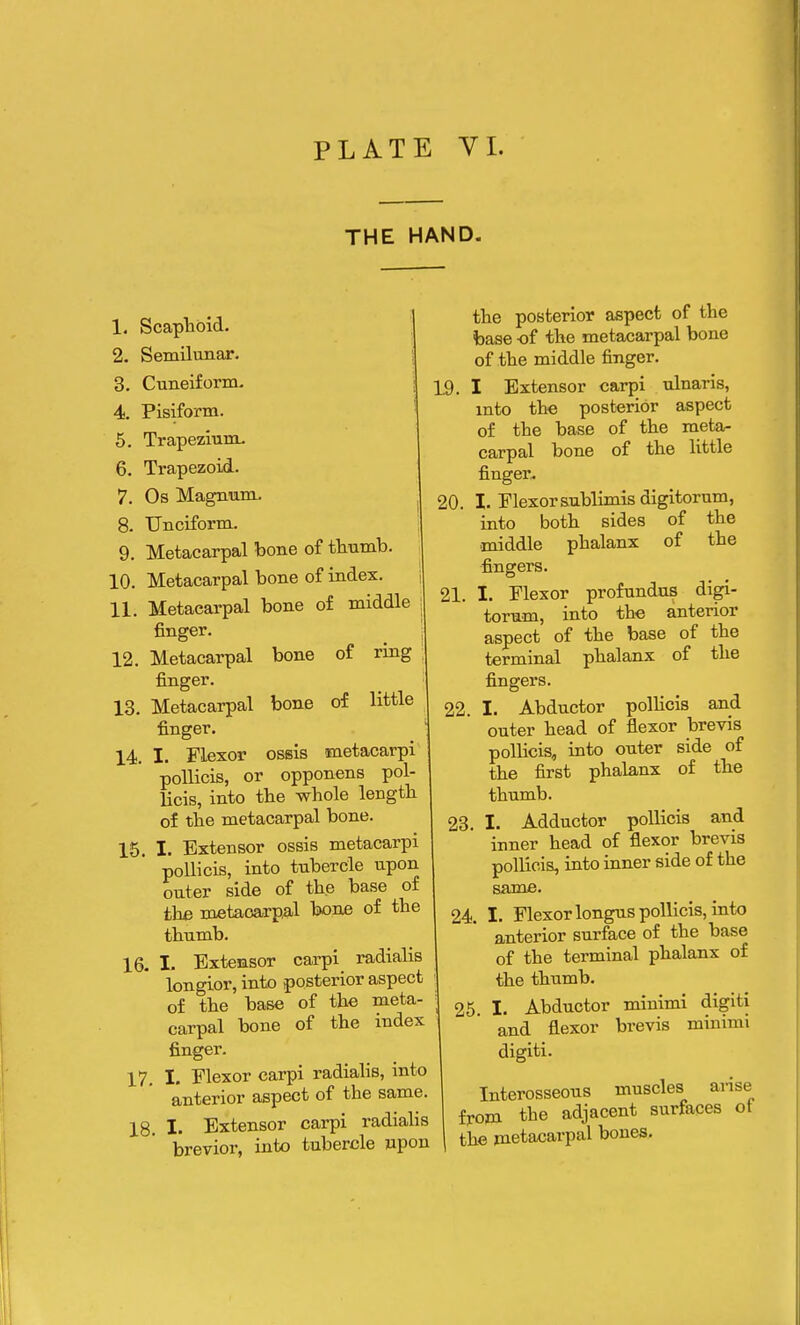 THE HAND. 1. Scaphoid. 2. Semilunar. 3. Cuneiform. 4. Pisiform. 5. Trapezium. 6. Trapezoid. 7. Os Magnum. 8. Unciform. 9. Metacarpal bone of thumb. 10. Metacarpal bone of index. 11. Metacarpal bone of middle finger. 12. Metacarpal bone of ring finger. 13. Metacarpal bone of little finger. 14. I. Flexor ossis metacarpi pollicis, or opponens pol- licis, into the whole length of the metacarpal bone. 15. I. Extensor ossis metacarpi pollicis, into tubercle upon outer side of the base of the metacarpal bone of the thumb. 16. L Extensor carpi radialis longior, into posterior aspect of the base of the meta- carpal bone of the index finger. 17. t. Flexor carpi radialis, into anterior aspect of the same. 18. I. Extensor carpi radialis brevior, into tubercle upon the posterior aspect of the base of the metacarpal bone of the middle finger. 19. I Extensor carpi ulnaris, into the posterior aspect of the base of the meta- carpal bone of the little finger. 20. I. Flexor sublimis digitorum, into both sides of the ■middle phalanx of the fingers. 21. I. Flexor profundus digi- torum, into the anterior aspect of the base of the terminal phalanx of the fingers. 22. I. Abductor pollicis and outer head of flexor brevis pollicis, into outer side of the first phalanx of the thumb. 23. I. Adductor pollicis and inner head of flexor brevis pollicis, into inner side of the same. 24. I. Flexor longus pollicis, into anterior surface of the base of the terminal phalanx of the thumb. 25 I. Abductor minimi digiti and flexor brevis minimi digiti. Interosseous muscles arise from the adjacent surfaces of the metacarpal bones.