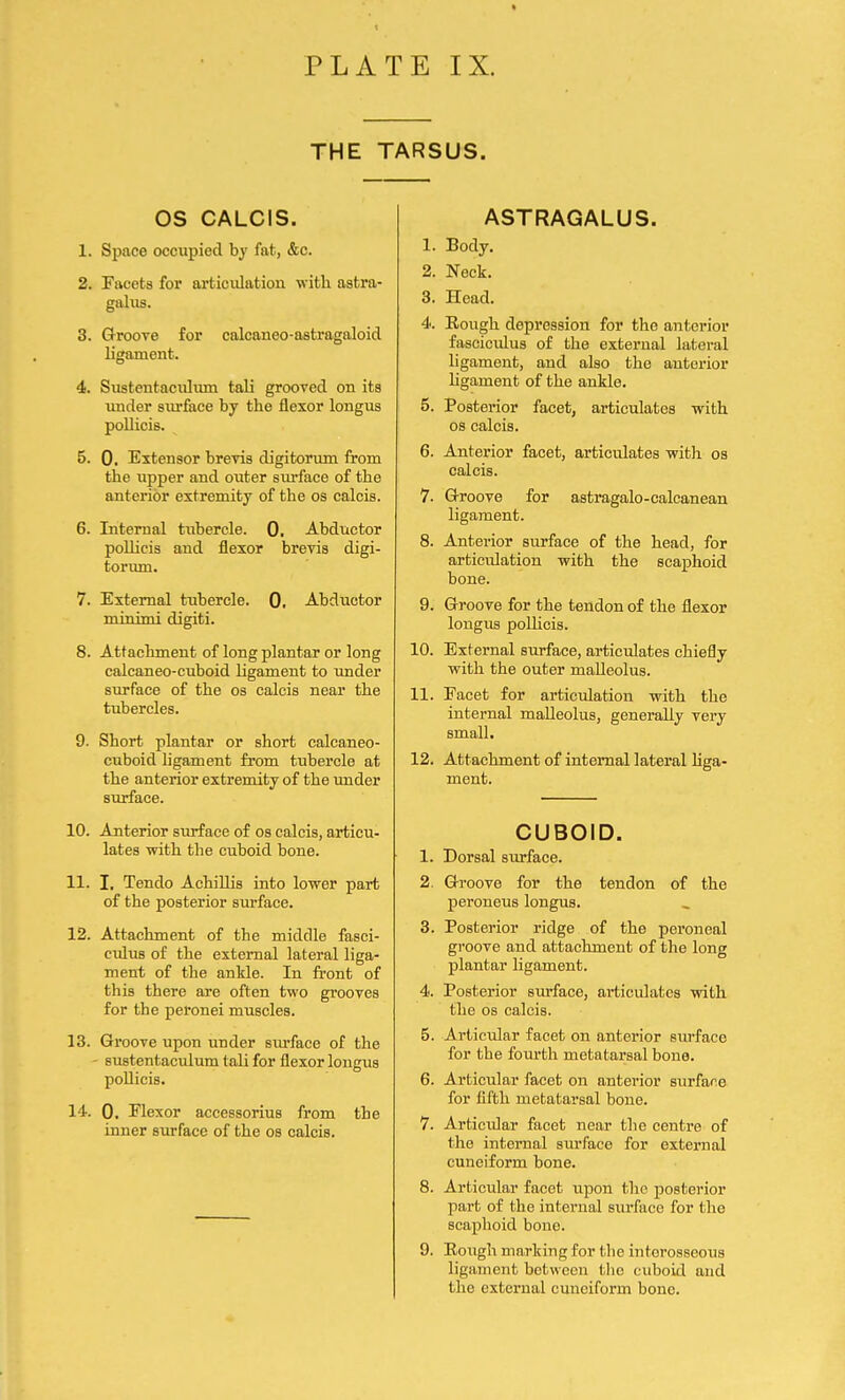 THE TARSUS. OS CALCIS. 1. Space occupied by fat, &c. 2. Facets for articulation with astra- galus. 3. Groove for calcaneo-astragaloid ligament. 4. Sustentaculum tali grooved on its under siirface by the flexor longus pollicis. 5. 0. Extensor brevis digitorum from the upper and outer surface of the anterior extremity of the os calcis. 6. Internal tubercle. 0. Abductor pollicis and flexor brevis digi- torum. 7. External tubercle. 0, Abductor minimi digiti. 8. Attachment of long plantar or long calcaneo-cuboid ligament to under surface of the os calcis near the tubercles. 9. Short plantar or short calcaneo- cuboid ligament from tubercle at the anterior extremity of the under surface. 10. Anterior surface of os calcis, articu- lates with the cuboid bone. 11. I. Tendo Achillis into lower part of the posterior surface. 12. Attachment of the middle fasci- culus of the external lateral liga- ment of the ankle. In front of this there are often two grooves for the peronei muscles. 13. Groove upon under surface of the - sustentaculum tali for flexor lougus pollicis. 14. 0. Flexor accessorius from the inner surface of the os calcis. ASTRAGALUS. 1. Body. 2. Neck. 3. Head. 4>. Eough depression for the anterior fasciculus of the external lateral ligament, and also the anterior ligament of the ankle. 5. Posterior facet, articulates with os calcis. 6. Anterior facet, articulates with os calcis. 7. Groove for astragalo-calcanean ligament. 8. Anterior surface of the head, for articulation with the scaphoid bone. 9. Groove for the tendon of the flexor longus pollicis. 10. External surface, articulates chiefly with the outer malleolus. 11. Facet for articulation with the internal malleolus, generally very small. 12. Attachment of internal lateral liga- ment. CUBOID. 1. Dorsal surface. 2. Groove for the tendon of the peroneus longus. 3. Posterior ridge of the peroneal groove and attachment of the long plantar ligament. 4. Posterior surface, articulates with the os calcis. 5. Articular facet on anterior surface for the fourth metatarsal bone. 6. Articular facet on anterior surface for fifth metatarsal bone. 7. Articular facet near the centre of the internal siu'face for external cuneiform bone. 8. Articular facet upon the posterior part of the internal surface for the scaphoid bone. 9. Eough marking for the interosseous ligament between the cuboid and the external cuneiform bone.