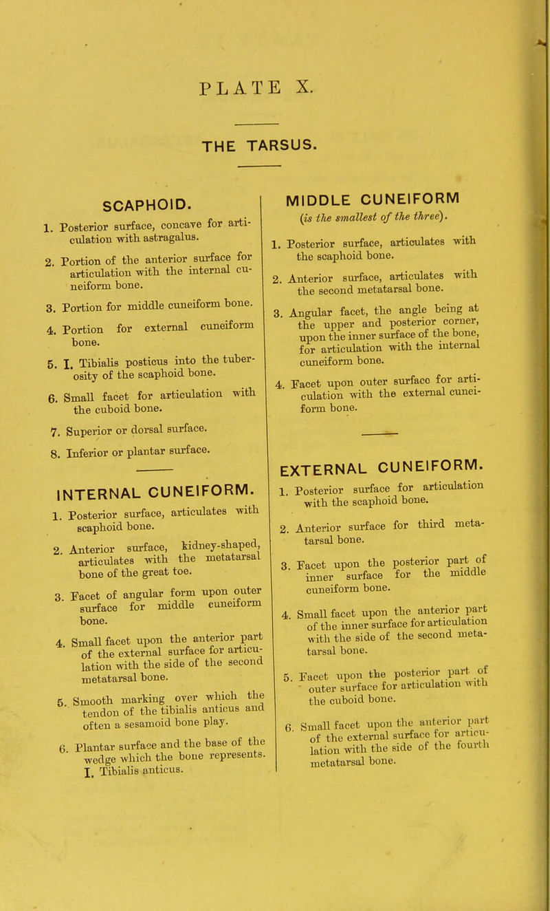 THE TARSUS. SCAPHOID. 1. Posterior surface, concave for arti- culation with astragalus. 2 Portion of the anterior surface for articulation with the internal cu- neiform bone. 3. Portion for middle cuneiform bone. 4. Portion for external cuneiform bone. 5. I. Tibialis posticus into the tuber- 'osity of the scaphoid bone. 6. Small facet for articulation with the cuboid bone. 7. Superior or dorsal surface. 8. Inferior or plantar surface. MIDDLE CUNEIFORM (is the smallest of the three). 1. Posterior surface, articulates with the scaphoid bone. 2. Anterior surface, articulates with the second metatarsal bone. 3. Angular facet, the angle being at the upper and posterior corner, upon the inner surface of the bone, for articulation with the internal cuneiform bone. 4 Facet upon outer surface for arti- culation with the external cunei- form bone. INTERNAL CUNEIFORM. 1. Posterior surface, articulates with scaphoid bone. 2 Anterior surface, kidney-shaped articulates with the metatarsal bone of the great toe. 3 Facet of angular form upon outer surface for middle cuneiform bone. 4 Small facet upon the anterior part of the external surface for articu- lation with the side of the second metatarsal bone. 5 Smooth marking over which the ' tendon of the tibialis antious and often a sesamoid bone play. 6 Plantar surface and the base of the ' wedge which the bone represents. I, Tibialis anticus. EXTERNAL CUNEIFORM. 1. Posterior surface for articulation with the scaphoid bone. 2. Anterior surface for third meta- tarsal bone. 3 Facet upon the posterior part of inner surface for the middle cuneiform bone. 4. Small facet upon the anterior part of the inner surface for articulation with the side of the second meta- tarsal bone. 5 Facet upon the posterior part of '  outer surface for articulation with the cuboid bone. 6 Small facet upon the anterior oart of the external surface for articu- lation with the side of the fourth