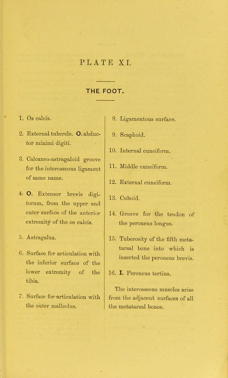 THE FOOT. 1. Os calcis. 2. External tubercle. O. abduc- tor minimi digiti. 3. Calcaneo-astragaloid groove for the interosseous ligament of same name. 4. O. Extensor brevis digi- torum, from the upper and outer surface of the anterior extremity of the os calcis. 5. Astragalus. 6. Surface for articulation with the inferior surface of the lower extremity of the tibia. 7. Surface for-articulation with the outer malleolus. 8. Ligamentous surface. 9. Scaphoid. 10. Internal cuneiform. 11. Middle cuneiform. 12. External cuneiform. 13. Cuboid. 14. Groove for the tendon of the peroneus longus. 15. Tuberosity of the fifth meta- tarsal bone into which is inserted the peroneus brevis. 16. I. Peroneus tertius. The interosseous muscles arise from the adjacent surfaces of all the metatarsal bones.