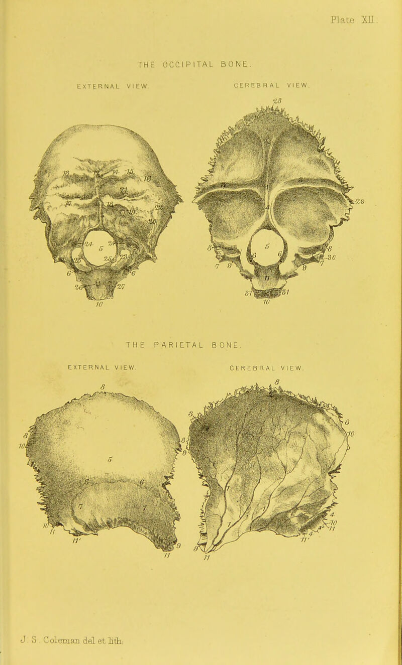 THE OCCIPITAL BONE. EXTERNAL VIEW CEREBRAL VIEW 10 THE PARIETAL BONE. EXTERNAL VIEW CEREBRAL VIEW. J. S . Coleman del et, litk: