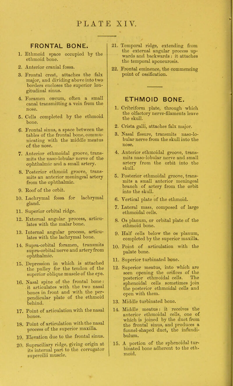 FRONTAL BONE. 1. Ethmoid space occupied by tbe ethmoid bone. 2. Anterior cranial fossa. 3. Frontal crest, attaches the falx major, and dividing above into two borders encloses tbe superior lon- gitudinal sinus. 4. Foramen caecum, often a small canal transmitting a vein from tbe nose. 5. Cells completed by tbe ethmoid bone. 6. Frontal sinus, a space between the tables of tbe frontal bone, commu- nicating with the middle meatus of the nose. 7. Anterior ethmoidal groove, trans- mits the naso-lobular nerve of the ophthalmic and a small artery. 8. Posterior etbmoid groove, trans- mits an anterior meningeal artery from tbe ophthalmic. 9. Roof of the orbit. 10. Lachrymal fossa for lachrymal gland. 11. Superior orbital ridge. 12. External angular process, articu- lates with the malar bone. 13. Internal angular process, articu- lates with the lachrymal bone. 14. Supra-orbital foramen, transmits supra-orbital nerve and artery from ophthalmic. 15. Depression in which is attached tbe pulley for the tendon of the superior obbque muscle of the eye. 16. Nasal spine of the frontal bone: it articulates with the two nasal bones in front and with the per- pendicular plate of the ethmoid behind. 17. Point of articulation with tbe nasal bones. 18. Point of articulation with the nasal process of the superior maxilla. 19. Elevation due to the frontal sinus. 20. Supraciliary ridge, giving origin at its internal part to the corrugator supercilii muscle. 21. Temporal ridge, extending from tbe external angular process up- wards and backwards : it attaches the temporal aponeurosis. 22. Frontal eminence, tbe commencing point of ossification. ETHMOID BONE. 1. Cribriform plate, through which the olfactory nerve-filaments leave the skull. 2. Crista galli, attaches falx major. 3. Nasal fissure, transmits naso-lo- bular nerve from tbe skull into tbe nose. 4. Anterior etbmoidal groove, trans- mits naso-lobular nerve and small artery from tbe orbit into the skull. 5. Posterior ethmoidal groove, trans- mits a small anterior meningeal branch of artery from tbe orbit into tbe skull. 6. Vertical plate of the ethmoid. 7. Lateral mass, composed of large ethmoidal cells. 8. Os planum, or orbital plate of the ethmoid bone. 9. Half cells below the os planum, completed by tbe superior maxilla. 10. Point of articulation with the palate bone. 11. Superior turbinated bone. 12. Superior meatus, into which are seen opening the orifices of the posterior ethmoidal cells. The sphenoidal cells sometimes join the posterior ethmoidal cells and open with them. 13. Middle turbinated bone. 14. Middle meatus: it receives tbe anterior etbmoidal cells, one of which is joined by the duct from tbe frontal sinus, and produces a funnel-shaped duct, tho infundi- bulum. 15. A portion of the sphenoidal tui*- binated bone adherent to tbe eth- moid.