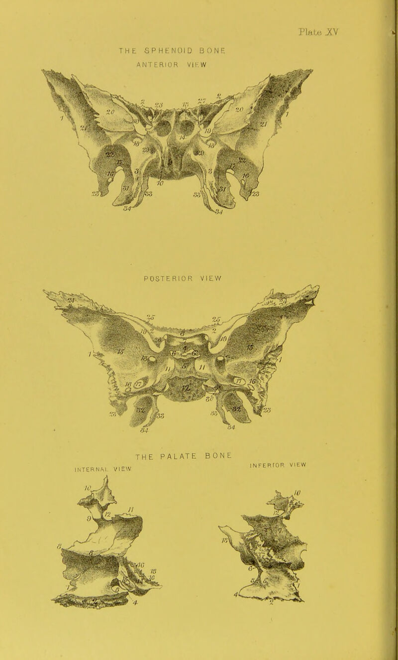 THE SPHENOID BONE ANTERIOR VIKW 10