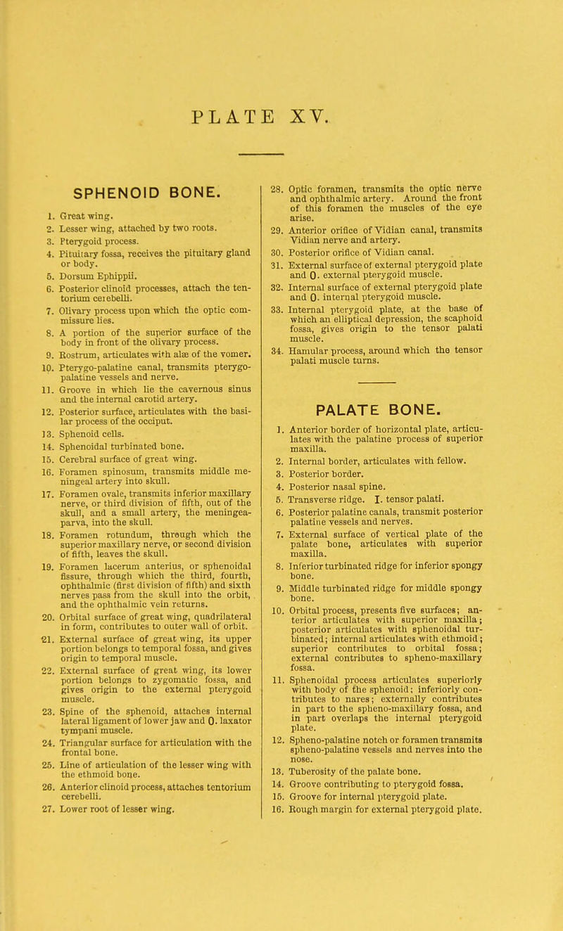 SPHENOID BONE. 1. Great wing. 2. Lesser wing, attached by two roots. 3. Pterygoid process. 4. Pituitary fossa, receives the pituitary gland or body. 5. Dorsum Ephippii. 6. Posterior clinoid processes, attach the ten- torium ceiebelli. 7. Olivary process upon which the optic com- missure lies. 8. A portion of the superior surface of the body in front of the olivary process. 9. Eostrum, articulates with ate of the vomer. 10. Pterygopalatine canal, transmits pterygo- palatine vessels and nerve. 11. Groove in which lie the cavernous sinus and the internal carotid artery. 12. Posterior surface, articulates with the basi- lar process of the occiput. 13. Sphenoid cells. 14. Sphenoidal turbinated bone. 15. Cerebral surface of great wing. 16. Foramen spinosum, transmits middle me- ningeal artery into skull. 17. Foramen ovale, transmits inferior maxillary nerve, or third division of fifth, out of the skull, and a small artery, the meningea- parva, into the skull. 18. Foramen rotundum, through which the superior maxillary nerve, or second division of fifth, leaves the skull. 19. Foramen lacerum anterius, or sphenoidal fissure, through which the third, fourth, ophthalmic (first division of fifth) and sixth nerves pass from the skull into the orbit, and the ophthalmic vein returns. 20. Orbital surface of great wing, quadrilateral in form, contributes to outer wall of orbit. 21. External surface of great wing, its upper portion belongs to temporal fossa, and giveB origin to temporal muscle. 22. External surface of great wing, its lower portion belongs to zygomatic fossa, and gives origin to the external pterygoid muscle. 23. Spine of the sphenoid, attaches internal lateral ligament of lower jaw and 0. laxator tympani muscle. 24. Triangular surface for articulation with the frontal bone. 25. Line of articulation of the lesser wing with the ethmoid bone. 26. Anterior clinoid process, attaches tentorium cerebelli. 27. Lower root of lesser wing. 28. Optic foramen, transmits the optic nerve and ophthalmic artery. Around the front of this foramen the muscles of the eye arise. 29. Anterior orifice of Vidian canal, transmits Vidian nerve and artery. 30. Posterior orifice of Vidian canal. 31. External surface ol external pterygoid plate and 0. external pterygoid muscle. 32. Internal surface of external pterygoid plate and 0- internal pterygoid muscle. 33. Internal pterygoid plate, at the base of which an elliptical depression, the scaphoid fossa, gives origin to the tensor palati muscle. 34. Hamular process, around which the tensor palati muscle turns. PALATE BONE. 1. Anterior border of horizontal plate, articu- lates with the palatine process of superior maxilla. 2. Internal border, articulates with fellow. 3. Posterior border. 4. Posterior nasal spine. 5. Transverse ridge. I. tensor palati. 6. Posterior palatine canals, transmit posterior palatine vessels and nerves. 7. External surface of vertical plate of the palate bone, articulates with superior maxilla. 8. Inferior turbinated ridge for inferior spongy bone. 9. Middle turbinated ridge for middle spongy bone. 10. Orbital process, presents five surfaces; an- terior articulates with superior maxilla j posterior articulates with sphenoidal tur- binated ; internal articulates with ethmoid; superior contributes to orbital fossa; external contributes to spheno-maxillary fossa. 11. Sphenoidal process articulates superiorly with body of the sphenoid; inferiorly con- tributes to nares; externally contributes in part to the spheno-maxillary fossa, and in part overlaps the internal pterygoid plate. 12. Spheno-palatine notch or foramen transmits spheno-palatine vessels and nerves into the nose. 13. Tuberosity of the palate bone. 14. Groove contributing to pterygoid fossa. 15. Groove for internal pterygoid plate. 16. Rough margin for external pterygoid plate.