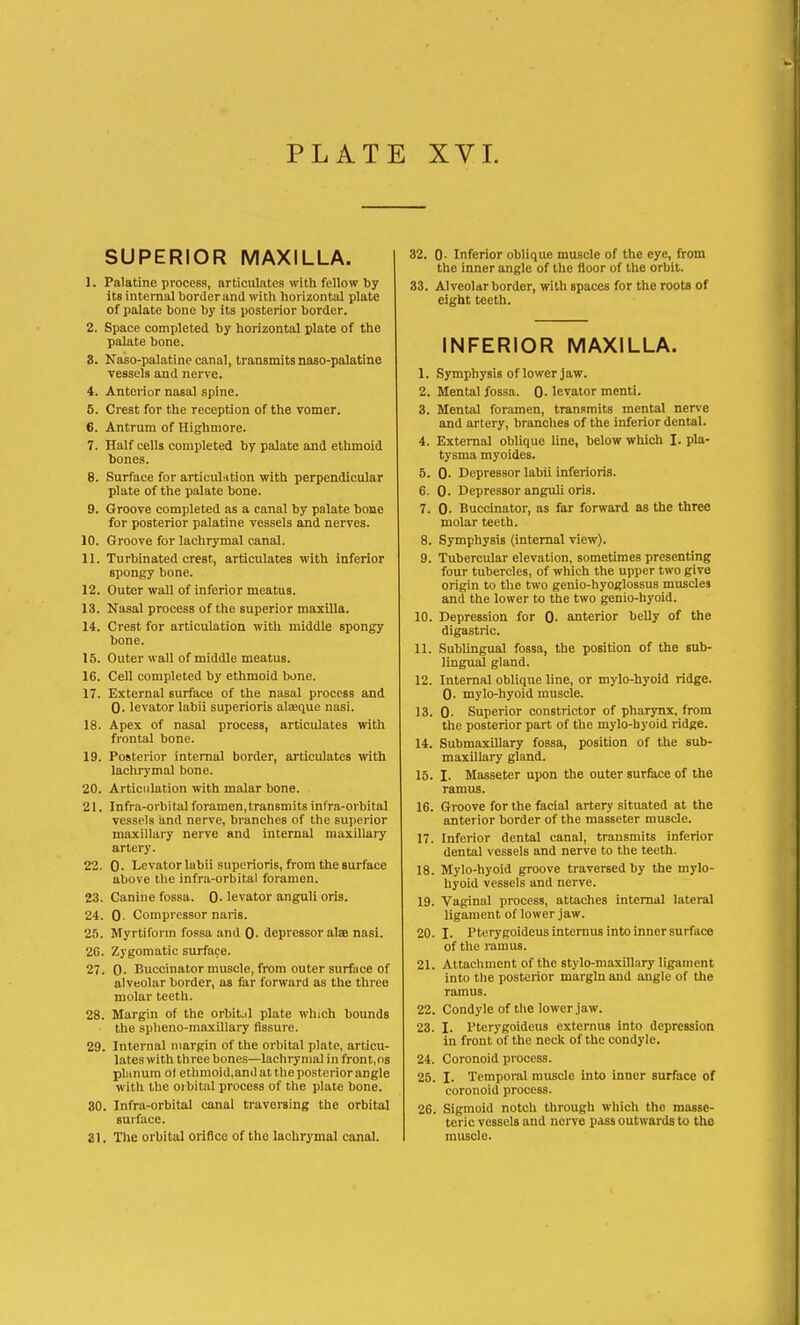 SUPERIOR MAXILLA. 1. Palatine process, articulates with fellow by its internal border and with horizontal plate of palate bone by its posterior border. 2. Space completed by horizontal plate of the palate bone. 3. Naso-palatine canal, transmits naso-palatine vessels and nerve. 4. Anterior nasal spine. 5. Crest for the reception of the vomer. 6. Antrum of Highmore. 7. Half cells completed by palate and ethmoid bones. 8. Surface for articulation with perpendicular plate of the palate bone. 9. Groove completed as a canal by palate bone for posterior palatine vessels and nerves. 10. Groove for lachrymal canal. 11. Turbinated crest, articulates with inferior spongy bone. 12. Outer wall of inferior meatus. 13. Nasal process of the superior maxilla. 14. Crest for articulation with middle spongy bone. 15. Outer wall of middle meatus. 16. Cell completed by ethmoid bone. 17. External surface of the nasal process and 0. levator labii superioris alaeque nasi. 18. Apex of nasal process, articulates with frontal bone. 19. Posterior internal border, articulates with lachrymal bone. 20. Articulation with malar bone. 21. Infra-orbital foramen, transmits infra-orbital vessels and nerve, branches of the superior maxillary nerve and internal maxillary artery. 22. 0- Levator labii superioris, from the surface above the infra-orbital foramen. 23. Canine fossa. 0- levator anguli oris. 24. 0- Compressor naris. 25. Myrtiform fossa and 0- depressor alae nasi. 26. Zygomatic surface. 27. 0. Buccinator muscle, from outer surface of alveolar border, as far forward as the three molar teeth. 28. Margin of the orbit.il plate which bounds ■ the spheno-maxillary fissure. 29. Internal margin of the orbital plate, articu- lateswith three bones—lachrynialin front, os planum ot ethmoid.and at the posterior angle with the orbital process of the plate bone. 30. Infra-orbital canal traversing the orbital surface. 31. The orbital orifice of the lachrymal canal. 32. 0- Inferior oblique muscle of the eye, from the inner angle of the floor of the orbit. 33. Alveolar border, with spaces for the roots of eight teeth. INFERIOR MAXILLA. 1. Symphysis of lower jaw. 2. Mental fossa. 0- levator menti. 3. Mental foramen, transmits mental nerve and artery, branches of the inferior dental. 4. External oblique line, below which I. pla- tysma myoides. 5. 0- Depressor labii inferioris. 6. 0- Depressor anguli oris. 7. 0- Buccinator, as far forward as the three molar teeth. 8. Symphysis (internal view). 9. Tubercular elevation, sometimes presenting four tubercles, of which the upper two give origin to the two genio-hyoglossus muscles and the lower to the two genio-hyoid. 10. Depression for 0- anterior belly of the digastric. 11. Sublingual fossa, the position of the sub- lingual gland. 12. Internal oblique line, or mylo-hyoid ridge. 0. mylo-hyoid muscle. 13. 0- Superior constrictor of pharynx, from the posterior part of the mylo-byoid ridge. 14. Submaxillary fossa, position of the sub- maxillary gland. 15. I. Masseter upon the outer surface of the ramus. 16. Groove for the facial artery situated at the anterior border of the masseter muscle. 17. Inferior dental canal, transmits inferior dental vessels and nerve to the teeth. 18. Mylo-hyoid groove traversed by the mylo- hyoid vessels and nerve. 19. Vaginal process, attaches internal lateral ligament of lower jaw. 20. I. Pterygoideus internus into inner surface of the ramus. 21. Attachment of the stylo-maxillary ligament into the posterior margin and angle of the ramus. 22. Condyle of the lower jaw. 23. I. Pterygoideus externus into depression in front of the neck of the condyle. 24. Coronoid process. 25. I. Temporal muscle into inner surface of coronoid process. 26. Sigmoid notch through which the masse- teric vessels and nerve pass outwards to the muscle.