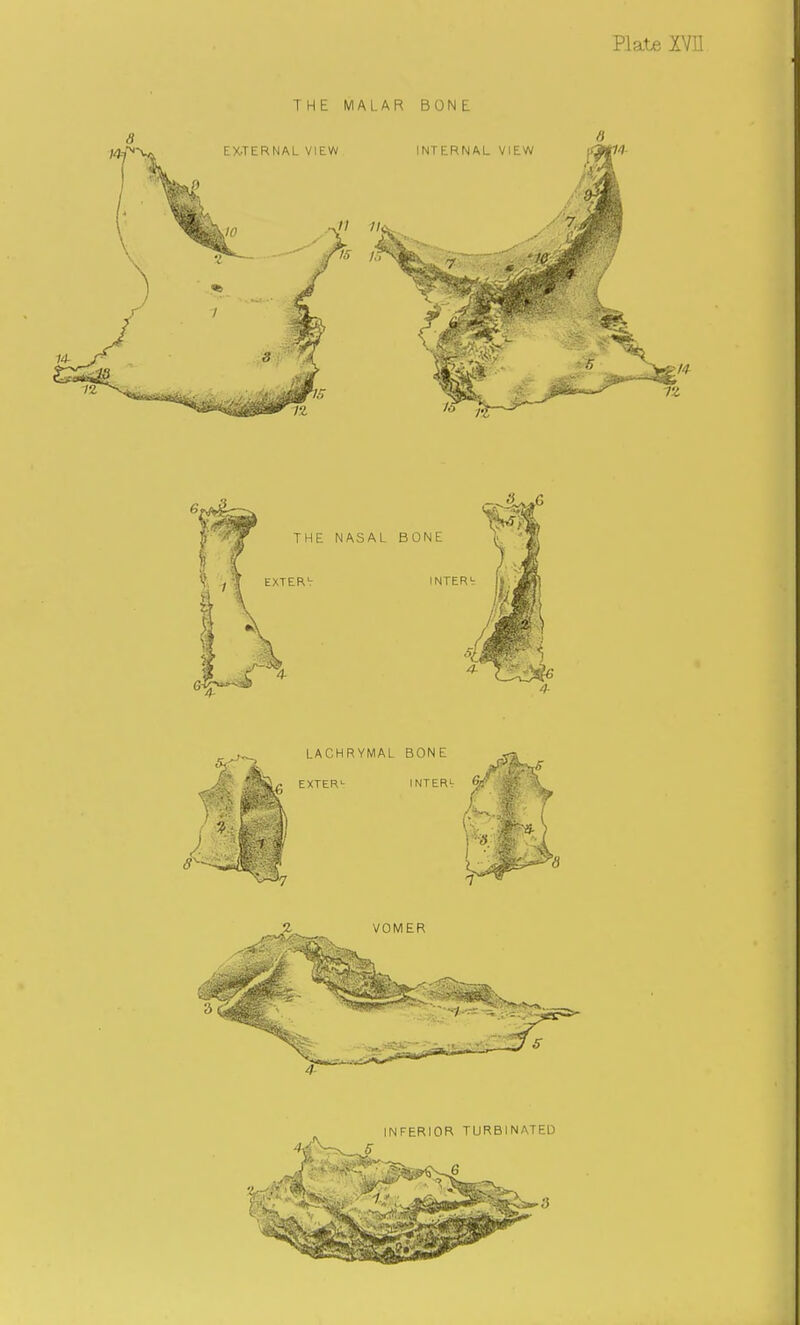 THE MALAR BONE