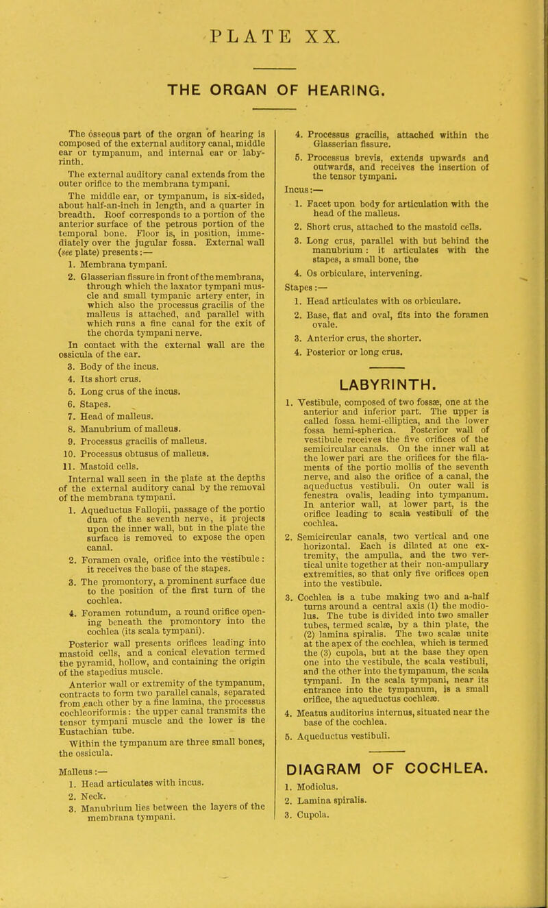 THE ORGAN OF HEARING. The osseous part of the organ of hearing is composed of the external auditory canal, middle car or tympanum, and internal ear or laby- rinth. The external auditory canal extends from the outer orifice to the membrana tympani. The middle ear, or tympanum, is six-sided, about half-an-inch in length, and a quarter in breadth. Hoof corresponds to a portion of the anterior surface of the petrous portion of the temporal bone. Floor is, in position, imme- diately over the jugular fossa. External wall (see plate) presents:— 1. Membrana tympani. 2. Glasserian fissure in front of the membrana, through which the laxator tympani mus- cle and small tympanic artery enter, in which also the processus gracilis of the malleus is attached, and parallel with which runs a fine canal for the exit of the chorda tympani nerve. In contact with the external wall are the ossicula of the ear. 3. Body of the incus. 4. Its short crus. 5. Long crus of the incus. 6. Stapes. 7. Head of malleus. 8. Manubrium of malleus. 9. Processus gracilis of malleus. 10. Processus obtusus of malleus. 11. Mastoid cells. Internal wall seen in the plate at the depths of the external auditory canal by the removal of the membrana tympani. 1. Aqueductus Fallopii, passage of the portio dura of the seventh nerve, it projects upon the inner wall, but in the plate the surface is removed to expose the open canal. 2. Foramen ovale, orifice into the vestibule : it receives the base of the stapes. 3. The promontory, a prominent surface due to the position of the first turn of the cochlea. 4. Foramen rotundum, a round orifice open- ing beneath the promontory into the cochlea (its scala tympani). Posterior wall presents orifices leading into mastoid cells, and a conical elevation termed the pyramid, hollow, and containing the origin of the stapedius muscle. Anterior wall or extremity of the tympanum, contracts to form two parallel canals, separated from .each other by a fine lamina, the processus cochleoriformis: the upper canal transmits the tensor tympani muscle and the lower is the Eustachian tube. Within the tympanum are three small bones, the ossicula. Malleus:— 1. Ilead articulates with incus. 2. Neck. 3. Manubrium lies between the layers of the membrana tympani. 4. Processus gracilis, attached within the Glasserian fissure. 5. Processus brevis, extends upwards and outwards, and receives the insertion of the tensor tympani. Incus:— 1. Facet upon body for articulation with the head of the malleus. 2. Short crus, attached to the mastoid cells. 3. Long crus, parallel with but behind the manubrium : it articulates with the stapes, a small bone, the 4. Os orbiculare, intervening. Stapes:— 1. Head articulates with os orbiculare. 2. Base, flat and oval, fits into the foramen ovale. 3. Anterior crus, the shorter. 4. Posterior or long crus. LABYRINTH. 1. Vestibule, composed of two fossae, one at the anterior and inferior part. The upper is called fossa hemi-elliptica, and the lower fossa hemi-spherica. Posterior wall of vestibule receives the five orifices of the semicircular canals. On the inner wall at the lower pari are the orifices for the fila- ments of the portio mollis of the seventh nerve, and also the orifice of a canal, the aqueductus vestibuli. On outer wall is fenestra ovalis, leading into tympanum. In anterior wall, at lower part, is the orifice leading to scala vestibuli of the cochlea. 2. Semicircular canals, two vertical and one horizontal. Each is dilated at one ex- tremity, the ampulla, and the two ver- tical unite together at their non-ampullary extremities, so that only five orifices open into the vestibule. 3. Cochlea is a tube making two and a-half turns around a central axis (1) the modio- lus. The tube is divided into two smaller tubes, termed scal£e, by a thin plate, the (2) lamina spiralis. The two scalaj unite at the apex of the cochlea, which is termed the (3) cupola, but at the base they open one into the vestibule, the scala vestibuli, and the other into the tympanum, the scala tympani. In the scala tympani, near its entrance into the tympanum, is a small orifice, the aqueductus cochlear 4. Meatus auditorius internus, situated near the base of the cochlea. 5. Aqueductus vestibuli. DIAGRAM OF COCHLEA. 1. Modiolus. 2. Lamina spiralis. 3. Cupola.