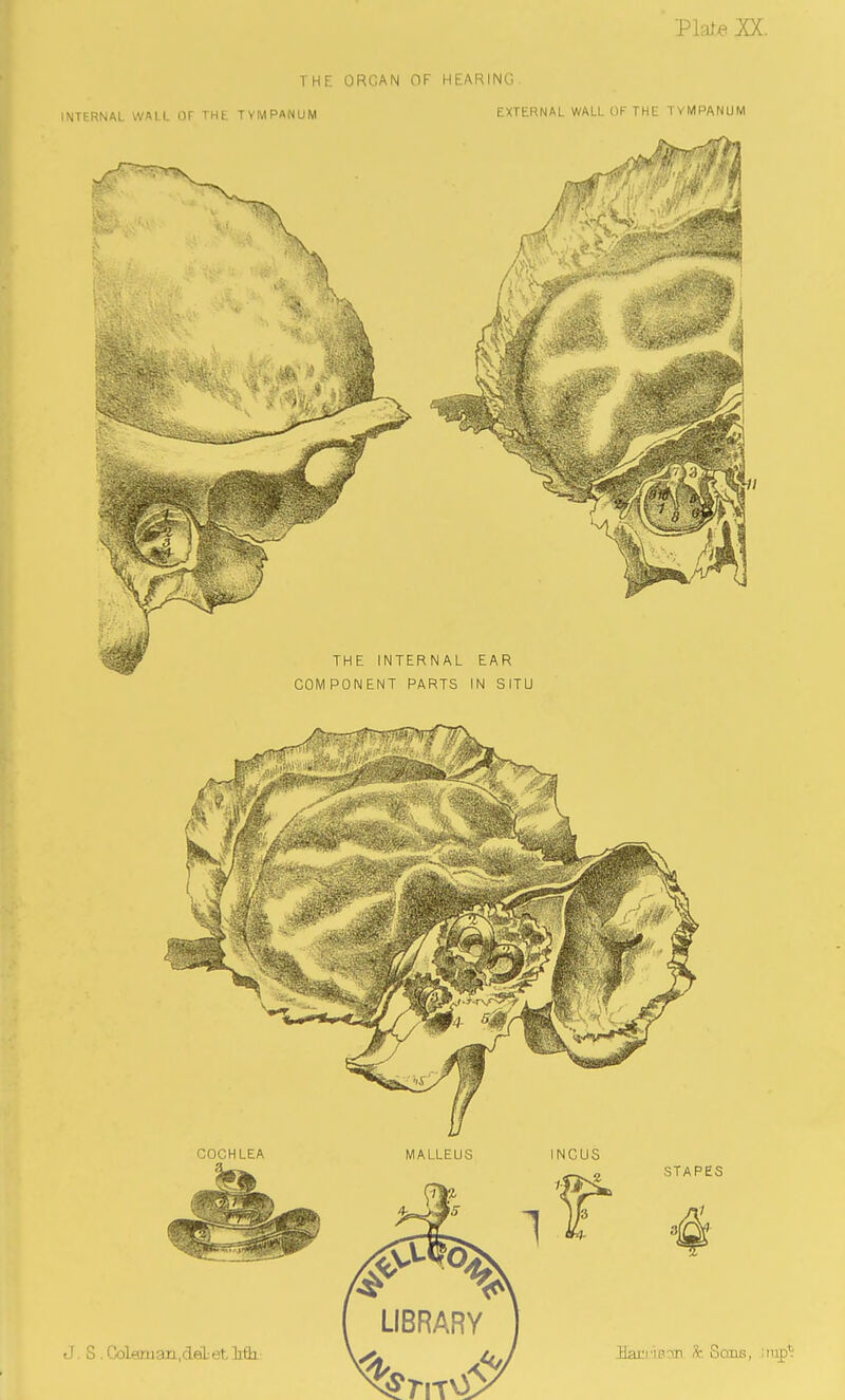 Vlaie XX. THE ORGAN OF HEARING INTERNAL WALL Or THE TYMPANUM EXTERNAL WALL OF THE TYMPANUM THE INTERNAL EAR COMPONENT PARTS IN SITU COCHLEA MALLEUS INCUS