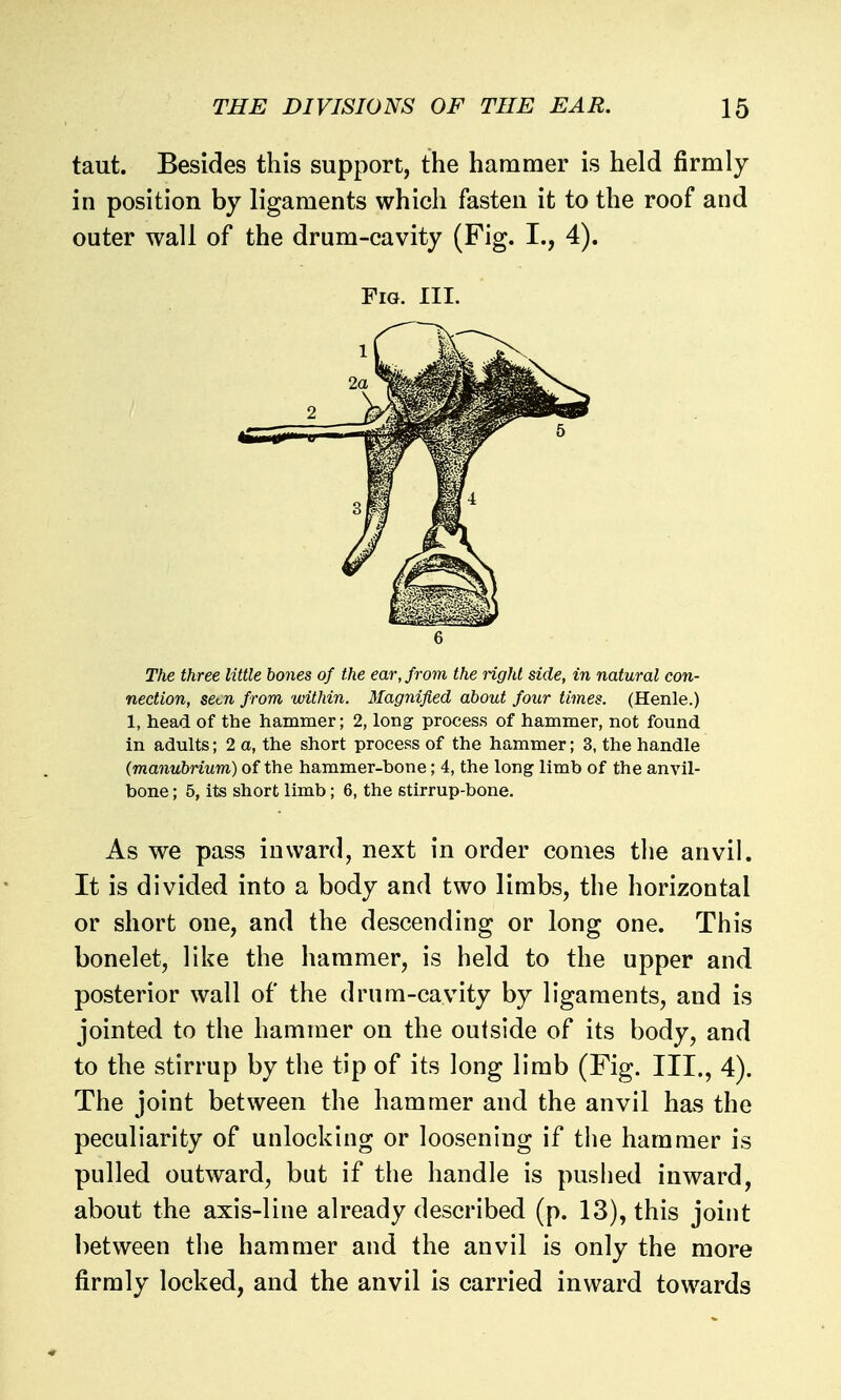 taut. Besides this support, the hammer is held firmly in position by ligaments which fasten it to the roof and outer wall of the drum-cavity (Fig. I., 4). Fig. III. 6 The three little bones of the ear, from the right side, in natural con- nection, seen from within. Magnified about four times. (Henle.) 1, head of the hammer; 2, long process of hammer, not found in adults; 2 a, the short process of the hammer; 3, the handle {manubrium) of the hammer-bone; 4, the long limb of the anvil- bone ; 5, its short limb; 6, the stirrup-bone. As we pass inward, next in order comes the anvil. It is divided into a body and two limbs, the horizontal or short one, and the descending or long one. This bonelet, like the hammer, is held to the upper and posterior wall of the drum-cavity by ligaments, and is jointed to the hammer on the outside of its body, and to the stirrup by the tip of its long limb (Fig. III., 4). The joint between the hammer and the anvil has the peculiarity of unlocking or loosening if the hammer is pulled outward, but if the handle is pushed inward, about the axis-line already described (p. 13), this joint between the hammer and the anvil is only the more firmly locked, and the anvil is carried inward towards