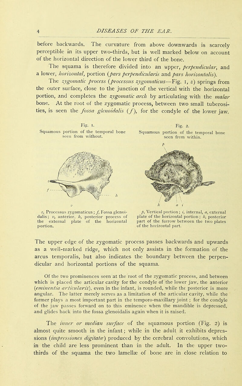 before backwards. The curvature from above downwards is scarcely perceptible in its upper two-thirds, but is well marked below on account of the horizontal direction of the lower third of the bone. The squama is therefore divided into an upper, perpendicular, and a lower, horizontal, portion {pars perpendicularis and pars horizontalis). The zygomatic process {processus zygomaticus—Fig. I, z) springs from the outer surface, close to the junction of the vertical with the horizontal portion, and completes the zygomatic arch by articulating with the malar bone. At the root of the zygomatic process, between two small tuberosi- ties, is seen the fossa glcnoidalis (/), for the condyle of the lower jaw. Fig. i. Squamous portion of the temporal bone seen from without. z, Processus zygomaticus; /, Fossa glenoi- dalis; v, anterior, h, posterior process of the external plate of the horizontal portion. Fig. 2. Squamous portion of the temporal bone seen from within. P. p, Vertical portion ; i, internal, a, external plate of the horizontal portion ; h, posterior part of the furrow between the two plates of the horizontal part. The upper edge of the zygomatic process passes backwards and upwards as a well-marked ridge, which not only assists in the formation of the arcus temporalis, but also indicates the boundary between the perpen- dicular and horizontal portions of the squama. Of the two prominences seen at the root of the zygomatic process, and between which is placed the articular cavity for the condyle of the lower jaw, the anterior {eminentia articularis), even in the infant, is rounded, while the posterior is more angular. The latter merely serves as a limitation of the articular cavity, while the former plays a most important part in the temporo-maxillary joint ; for the condyle of the jaw passes forward on to this eminence when the mandible is depressed, and glides back into the fossa glenoidalis again when it is raised. The inner or median surface of the squamous portion (Fig. 2) is almost quite smooth in the infant; while in the adult it exhibits depres- sions (impressiones digitata:) produced by the cerebral convolutions, which in the child are less prominent than in the adult. In the upper two- thirds of the squama the two lamellae of bone are in close relation to