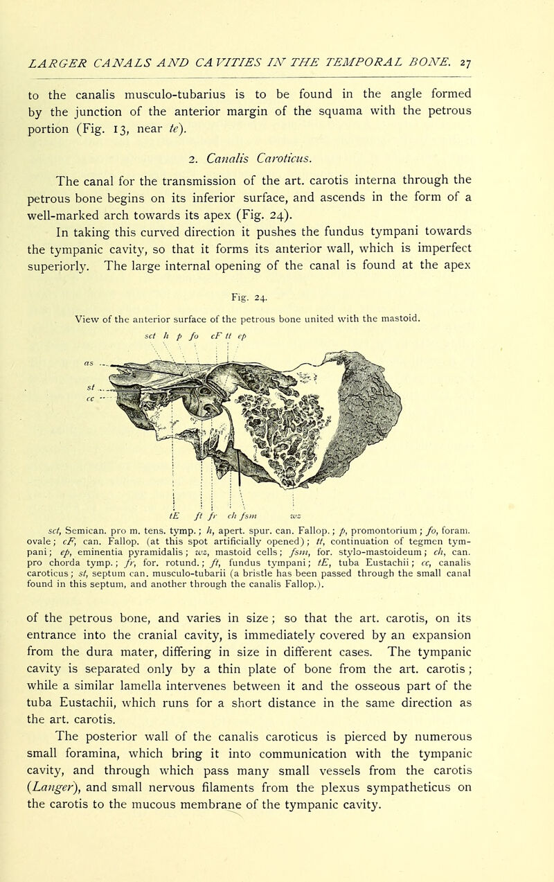 to the canalis musculo-tubarius is to be found in the angle formed by the junction of the anterior margin of the squama with the petrous portion (Fig. 13, near tc). 2. Canalis Caroticus. The canal for the transmission of the art. carotis interna through the petrous bone begins on its inferior surface, and ascends in the form of a well-marked arch towards its apex (Fig. 24). In taking this curved direction it pushes the fundus tympani towards the tympanic cavity, so that it forms its anterior wall, which is imperfect superiorly. The large internal opening of the canal is found at the apex Fig. 24. View of the anterior surface of the petrous bone united with the mastoid. set h p fo cF tt cp tE ft fi ehfsm set, Semican. pro m. tens. tymp.; h, apert. spur. can. Fallop.; p, Promontorium; fo, forani. ovale; cF, can. Fallop. (at this spot artificially opened); tt, continuation of tegmen tym- pani; ep, eminentia pyramidalis; wz, mastoid cells; fsm, for. stylo-mastoideum; ch, can. pro chorda tymp.; fr, for. rotund.; ft, fundus tympani; tE, tuba Eustachii; cc, canalis caroticus; st, septum can. musculo-tubarii (a bristle has been passed through the small canal found in this septum, and another through the canalis Fallop.). of the petrous bone, and varies in size ; so that the art. carotis, on its entrance into the cranial cavity, is immediately covered by an expansion from the dura mater, differing in size in different cases. The tympanic cavity is separated only by a thin plate of bone from the art. carotis ; while a similar lamella intervenes between it and the osseous part of the tuba Eustachii, which runs for a short distance in the same direction as the art. carotis. The posterior wall of the canalis caroticus is pierced by numerous small foramina, which bring it into communication with the tympanic cavity, and through which pass many small vessels from the carotis (Laiiger), and small nervous filaments from the plexus sympathetica on the carotis to the mucous membrane of the tympanic cavity.