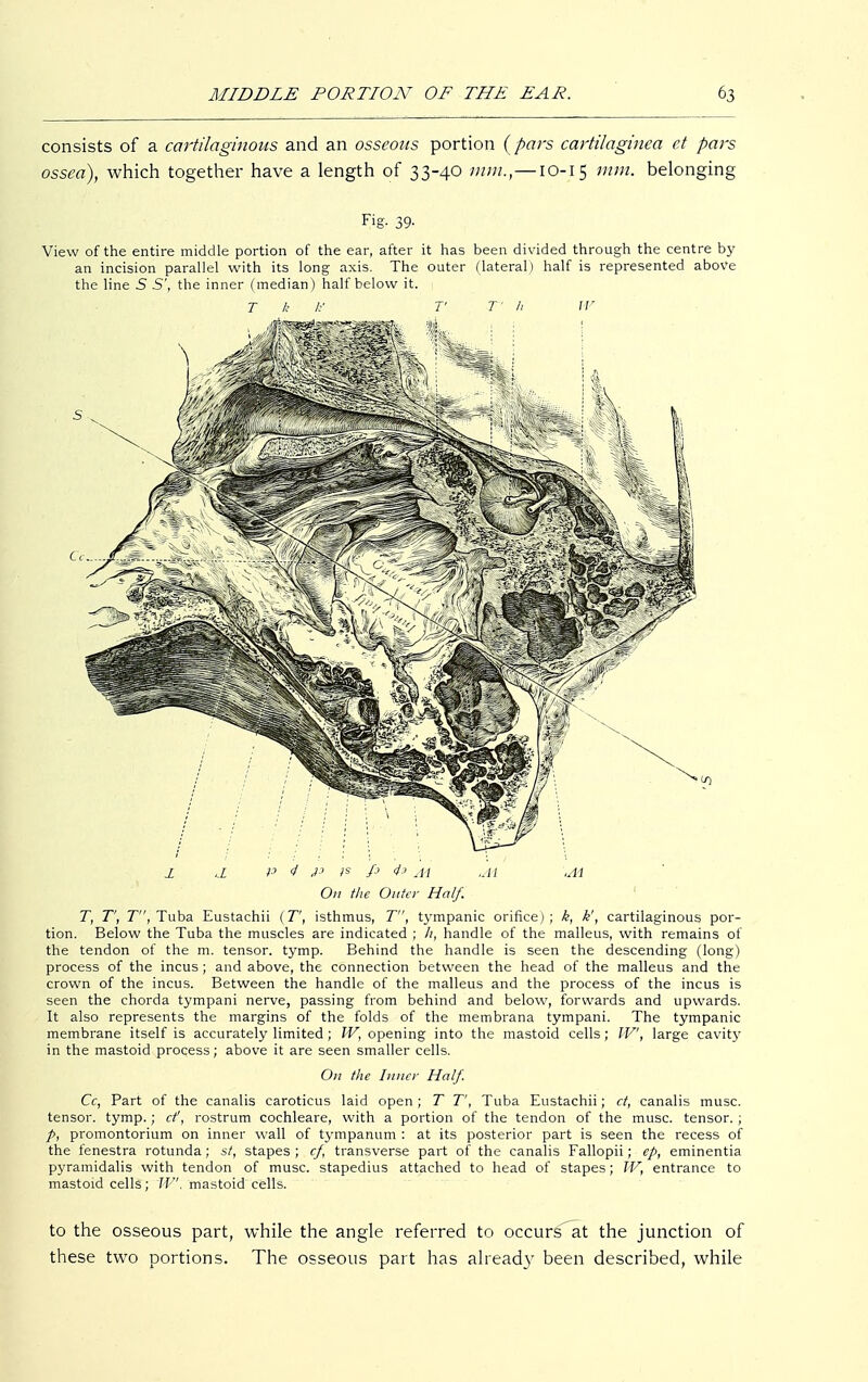 consists of a cartilaginous and an osseous portion (pars cartilaginea ct pars ossea), which together have a length of 33-40 mm.,—10-15 mnl- belonging Fig- 39- View of the entire middle portion of the ear, after it has been divided through the centre by an incision parallel with its long axis. The outer (lateral) half is represented above the line 5 S', the inner (median) half below it. T k k V T U W 1 ,1 P 4 J> is /> 4s At .At .At On the Outer Half. T, T', T, Tuba Eustachii (T, isthmus, T, tympanic orifice); k, k', cartilaginous por- tion. Below the Tuba the muscles are indicated ; h, handle of the malleus, with remains of the tendon of the m. tensor, tymp. Behind the handle is seen the descending (long) process of the incus; and above, the connection between the head of the malleus and the crown of the incus. Between the handle of the malleus and the process of the incus is seen the chorda tympani nerve, passing from behind and below, forwards and upwards. It also represents the margins of the folds of the membrana tympani. The tympanic membrane itself is accurately limited ; IV, opening into the mastoid cells ; W, large cavity in the mastoid process; above it are seen smaller cells. On the Inner Half. Cc, Part of the canalis caroticus laid open ; T T', Tuba Eustachii; ct, canalis muse, tensor, tymp.; cf, rostrum cochleare, with a portion of the tendon of the muse, tensor. ; p, Promontorium on inner wall of tympanum : at its posterior part is seen the recess of the fenestra rotunda; st, stapes ; cf transverse part of the canalis Fallopii; ep, eminentia pyramidalis with tendon of muse, stapedius attached to head of stapes; W, entrance to mastoid cells; W. mastoid cells. to the osseous part, while the angle referred to occurs^at the junction of these two portions. The osseous part has already been described, while