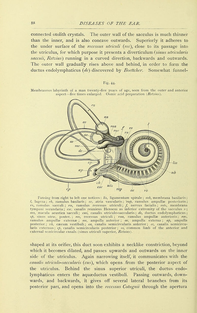 connected otolith crystals. The outer wall of the sacculus is much thinner than the inner, and is also concave outwards. Superiorly it adheres to the under surface of the recessus utriculi (rec), close to its passage into the utriculus, for which purpose it presents a diverticulum (sinus utricularis säccuii, Retzius) running in a curved direction, backwards and outwards. The outer wall gradually rises above and behind, in order to form the ductus endolymphaticus (de) discovered by Bocttcher. Somewhat funnel- - ■ Fig. 44. Membranous labyrinth of a man twenty-five years of age, seen from the outer and anterior aspect—five times enlarged. Osmic acid preparation (Retzius). Passing from right to left one notices: lis, ligamentum spirale ; 111b, membrana basilaris ; /,. lagena; rb, ramulus basilaris.; sv, _ atria vascularis; 'rap, ramulus ampullae posterioris ; rs, ramulus sacculi ; rti, ramulus recessus utriculi; f, nervus facialis; nits, membrana tympani secundaria ; esc. canalis reuniens Henseni as inferior extremity of the sacculus s ; wis, macula acustica sacculi; cus, canalis utriculo-saccularis; de, ductus endolymphaticus; sp, sinus utric. poster.; rec, recessus utriculi; raci, ramulus ampullae anterioris; rac, ramulus ampullae externa? ; aa, ampulla anterior ; ac, ampulla externa ; ap, ampulla posterior; vb, caecum vestibuli; ca, canalis semicircularis anterior; cc, canalis semicircu- laris externus; cp, canalis semicircularis posterior;. ss; common limb of the anterior, and external semicircular canals (sinus utriculi superior, Rctziits).- shaped at its orifice, this duct soon exhibits a necklike constriction, beyond which it becomes dilated, and passes upwards and outwards on the inner side of the utriculus. Again narrowing itself, it communicates with the canalis utriculo-saccularis (cus), which opens from the posterior aspect of the utriculus. Behind the sinus superior utriculi, the ductus endo- lymphaticus enters the aquaeductus vestibuli. Passing outwards, down- wards, and backwards, it gives off several lateral branches from its posterior pare, and opens into the recessus Cotugnii through the apertura