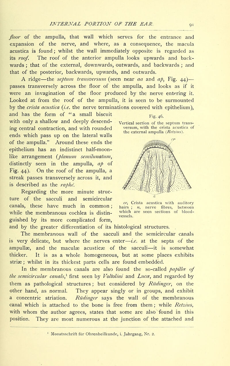 Fig. 46. Vertical section of the septum trans- versum, with the crista acustica of the external ampulla (Rcizius). floor of the ampulla, that wall which serves for the entrance and expansion of the nerve, and where, as a consequence, the macula acustica is found; whilst the wall immediately opposite is regarded as its roof. The roof of the anterior ampulla looks upwards and back- wards ; that of the external, downwards, outwards, and backwards ; and that of the posterior, backwards, upwards, and outwards. A ridge—the septum transversum (seen near aa and ap, Fig. 44)— passes transversely across the floor of the ampulla, and looks as if it were an invagination of the floor produced by the nerve entering it. Looked at from the roof of the ampulla, it is seen to be surmounted by the crista acustica {i.e. the nerve terminations covered with epithelium), and has the form of a small biscuit with only a shallow and deeply descend- ing central contraction, and with rounded ends which pass up on the lateral walls of the ampulla. Around these ends the epithelium has an indistinct half-moon- like arrangement {planum semilunatum, distinctly seen in the ampulla, ap of Fig. 44). On the roof of the ampulla, a streak passes transversely across it, and is described as the raphe. Regarding the more minute struc- ture of the sacculi and semicircular canals, these have much in common; while the membranous cochlea is distin- guished by its more complicated form, and by the greater differentiation of its histological structures. The membranous wall of the sacculi and the semicircular canals is very delicate, but where the nerves enter—i.e. at the septa of the ampullae, and the maculae acusticae of the sacculi—it is somewhat thicker. It is as a whole homogeneous, but at some places exhibits striae; whilst in its thickest parts cells are found embedded. In the membranous canals are also found the so-called papilla? of the semicircular canals,1 first seen by Voltolini and Lucaz, and regarded by them as pathological structures; but considered by Rüdinger, on the other hand, as normal. They appear singly or in groups, and exhibit a concentric striation. Rüdinger says the wall of the membranous canal which is attached to the bone is free from them; while Retsius, with whom the author agrees, states that some are also found in this position. They are most numerous at the junction of the attached and cr, Crista acustica with auditory hairs ; n, nerve fibres, between which are seen sections of blood- vessels.