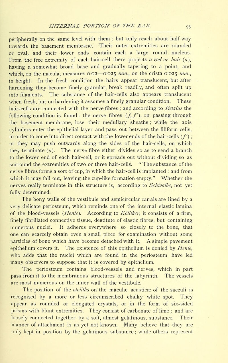 peripherally on the same level with them ; but only reach about half-way towards the basement membrane. Their outer extremities are rounded or oval, and their lower ends contain each a large round nucleus. From the free extremity of each hair-cell there projects a rod or hair (a), having a somewhat broad base and gradually tapering to a point, and which, on the macula, measures o-02—0-025 mm., on the crista 0-025 mm., in height. In the fresh condition the hairs appear translucent, but after hardening they become finely granular, break readily, and often split up into filaments. The substance of the hair-cells also appears translucent when fresh, but on hardening it assumes a finely granular condition. These hair-cells are connected with the nerve fibres ; and according to Retsms the following condition is found: the nerve fibres (/,/'), on passing through the basement membrane, lose their medullary sheaths; while the axis cylinders enter the epithelial layer and pass out between the filiform cells, in order to come into direct contact with the lower ends of the hair-cells (/') ; or they may push outwards along the sides of the hair-cells, on which they terminate (»). The nerve fibre either divides so as to send a branch to the lower end of each hair-cell, or it spreads out without dividing so as surround the extremities of two or three hair-cells.  The substance of the nerve fibres forms a sort of cup, in which the hair-cell is implanted ; and from which it may fall out, leaving the cup-like formation empty. Whether the nerves really terminate in this structure is, according to Schwalbe, not yet fully determined. The bony walls of the vestibule and semicircular canals are lined by a very delicate periosteum, which reminds one of the internal elastic lamina of the blood-vessels (Henle). According to Kölliker, it consists of a firm, finely fibrillated connective tissue, destitute of elastic fibres, but containing numerous nuclei. It adheres everywhere so closely to the bone, that one can scarcely obtain even a small piece for examination without some particles of bone which have become detached with it. A simple pavement epithelium covers it. The existence of this epithelium is denied by Henle, who adds that the nuclei which are found in the periosteum have led many observers to suppose that it is covered by epithelium. The periosteum contains blood-vessels and nerves, which in part pass from it to the membranous structures of the labyrinth. The vessels are most numerous on the inner wall of the vestibule. The position of the otoliths on the maculae acusticae of the sacculi is recognised by a more or less circumscribed chalky white spot. They appear as rounded or elongated crystals, or in the form of six-sided prisms with blunt extremities. They consist of carbonate of lime ; and are loosely connected together by a soft, almost gelatinous, substance. Their manner of attachment is as yet not known. Many believe that they are only kept in position by the gelatinous substance ; while others represent