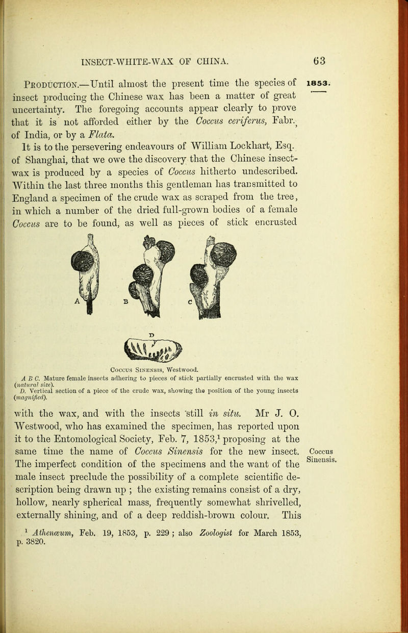 Peoduction.—Until almost the present time the species of issa. insect producing the Chinese wax has been a matter of great uncertainty. The foregoing accounts appear clearly to prove that it is not afforded either by the Coccus ceriferus, Fabr.^ of India, or by a Flata. It is to the persevering endeavours of William Lockhart, Esq. of Shanghai, that we owe the discovery that the Chinese insect- wax is produced by a species of Coccus hitherto undescribed. Within the last three months this gentleman has transmitted to England a specimen of the crude wax as scraped from the tree, in which a number of the dried full-grown bodies of a female Coccus are to be found, as well as pieces of stick encrusted Coccus Sinensis, Westwood. A B C. Mature female insects adhering to pieces of stick partially encrusted with the wax (natural size). D. Vertical section of a piece of the crude wax, showing the position of the young insects (magnified). with the wax, and with the insects still in situ. Mr J. 0. Westwood, who has examined the specimen, has reported upon it to the Entomological Society, Feb. 7, 1853,^ proposing at the same time the name of Coccus Sinensis for the new insect. The imperfect condition of the specimens and the want of the male insect preclude the possibility of a complete scientific de- ' scription being drawn up ; the existing remains consist of a dry, hollow, nearly spherical mass, frequently somewhat shrivelled, externally shining, and of a deep reddish-brown colour. This ^ Athenceum, Feb. 19, 1853, p. p. 3820. 229 ; also Zoologist for March 1853, Coccus Sinensis.
