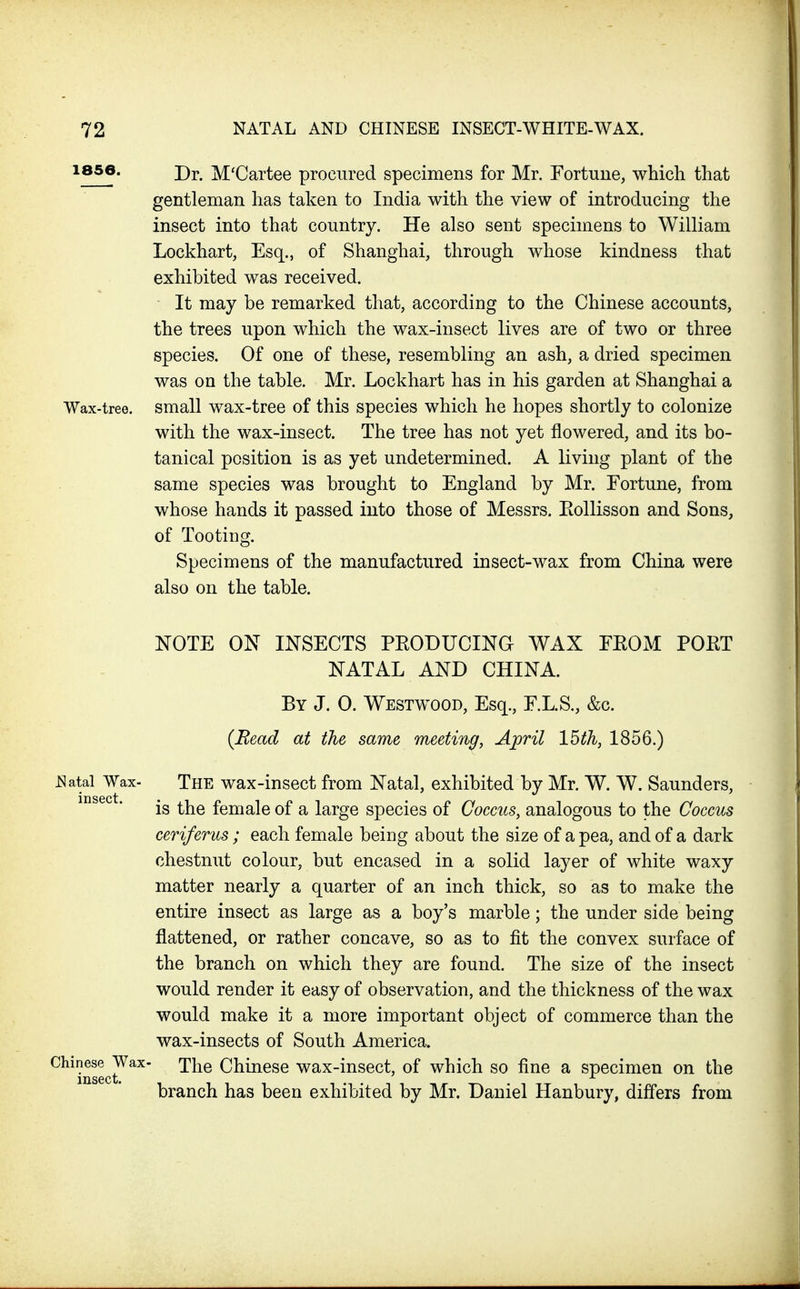 1856. M'Cartee procured specimens for Mr. Fortune, which that gentleman has taken to India with the view of introducing the insect into that country. He also sent specimens to William Lockhart, Esq., of Shanghai, through whose kindness that exhibited was received. It may be remarked that, according to the Chinese accounts, the trees upon which the wax-insect lives are of two or three species. Of one of these, resembling an ash, a dried specimen was on the table. Mr. Lockhart has in his garden at Shanghai a Wax-tree, small wax-tree of this species which he hopes shortly to colonize with the wax-insect. The tree has not yet flowered, and its bo- tanical position is as yet undetermined. A living plant of the same species was brought to England by Mr. Fortune, from whose hands it passed into those of Messrs. EoUisson and Sons, of Tooting. Specimens of the manufactured insect-wax from China were also on the table. NOTE ON INSECTS PEODUCING WAX FEOM PORT NATAL AND CHINA. By J. 0. Westwood, Esq., F.L.S., &c. (Bead at the same meeting, April 15th, 1856.) ^atal Wax- The wax-insect from Natal, exhibited by Mr. W. W. Saunders, is the female of a large species of Coccus, analogous to the Coccus cerifents; each female being about the size of a pea, and of a dark chestnut colour, but encased in a solid layer of white waxy matter nearly a quarter of an inch thick, so as to make the entire insect as large as a boy's marble; the under side being flattened, or rather concave, so as to fit the convex surface of the branch on which they are found. The size of the insect would render it easy of observation, and the thickness of the wax would make it a more important object of commerce than the wax-insects of South America. Chinese Wax- ^he Chinese wax-insect, of which so fine a specimen on the branch has been exhibited by Mr. Daniel Hanbury, differs from