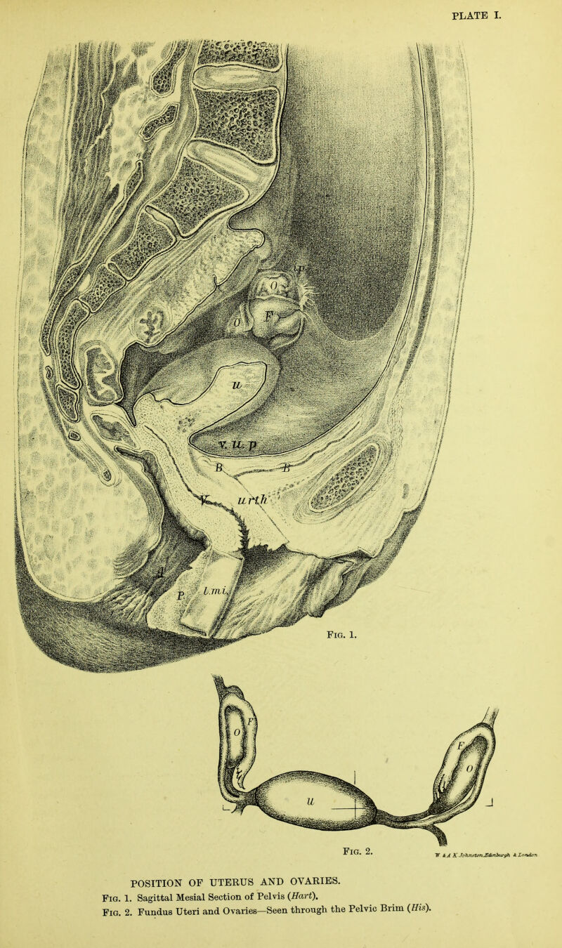 POSITION OF UTERUS AND OVARIES. Fig. 1. Sagittal Mesial Section of Pelvis (Hart). Fig, 2. Fundus Uteri and Ovaries—Seen through the Pelvic Brim (His).