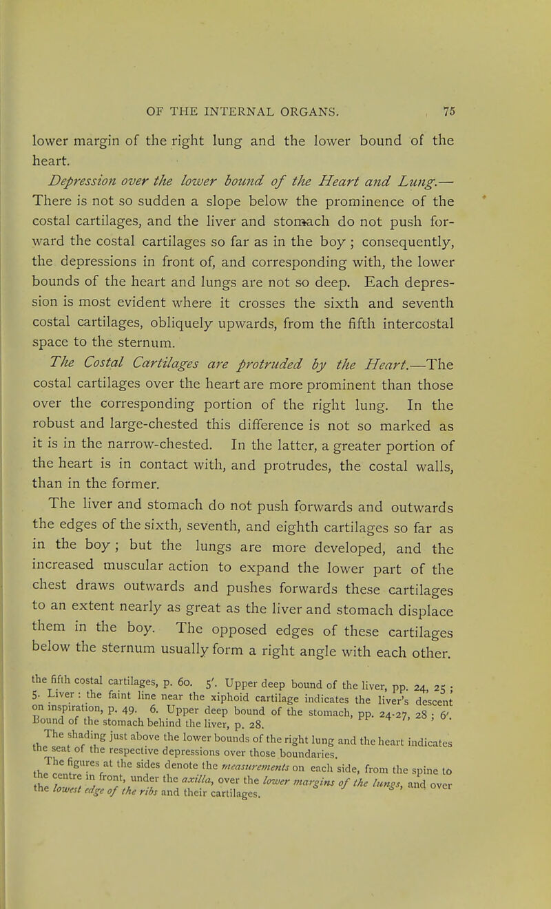 lower margin of the right lung and the lower bound of the heart. Depression over the lower boimd of the Heart and Lung.— There is not so sudden a slope below the prominence of the costal cartilages, and the liver and storaach do not push for- ward the costal cartilages so far as in the boy ; consequently, the depressions in front of, and corresponding with, the lower bounds of the heart and lungs are not so deep. Each depres- sion is most evident where it crosses the sixth and seventh costal cartilages, obliquely upwards, from the fifth intercostal space to the sternum. The Costal Cartilages are protruded by the Heart.—The costal cartilages over the heart are more prominent than those over the corresponding portion of the right lung. In the robust and large-chested this difference is not so marked as it is in the narrow-chested. In the latter, a greater portion of the heart is in contact with, and protrudes, the costal walls, than in the former. The liver and stomach do not push forwards and outwards the edges of the sixth, seventh, and eighth cartilages so far as in the boy; but the lungs are more developed, and the increased muscular action to expand the lower part of the chest draws outwards and pushes forwards these cartilages to an extent nearly as great as the liver and stomach displace them in the boy. The opposed edges of these cartilages below the sternum usually form a right angle with each other. the fifth costal cartilages, p. 60. 5'. Upper deep bound of the liver, pp 24 25 • 5. Liver : the faint line near the xiphoid cartilage indicates the liver's descent on inspiration, p. 49. 6. Upper deep bound of the stomach, pp. 24-27 28 • 6' Bound of the stomach behind the liver, p. 28. t^i- /. The shading just above the lower bounds of the right lung and the heart indicates the seat of the respective depressions over those boundaries The figures at the sides denote the measurements ox. each side, from the spine to he centre in front, under the axilla, over tlie lower margins of the lungs, and over the lowest edge of the ribs and their cartilages.