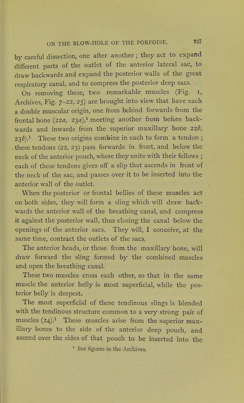 by careful dissection, one after another; they act to expand different parts of the outlet of the anterior lateral sac, to draw backwards and expand the posterior walls of the great respiratory canal, and to compress the posterior deep sacs. On removing these, two remarkable muscles (Fig. i, Archives, Fig. 7-22, 23) are brought into view that have each a double muscular origin, one from behind forwards from the frontal bone (22^, 23^),^ meeting another from before back- wards and inwards from the superior maxillary bone 22b, 2ib)} These two origins combine in each to form a tendon ; these tendons (22, 23) pass forwards in front, and below the neck of the anterior pouch, where they unite with their fellows ; each of these tendons gives off a slip that ascends in front of the neck of the sac, and passes over it to be inserted into the anterior wall of the outlet. When the posterior or frontal bellies of these muscles act on both sides, they will form a sling which will draw back- wards the anterior wall of the breathing canal, and compress it against the posterior wall, thus closing the canal below the openings of the anterior sacs. They will, I conceive, at the same time, contract the outlets of the sacs. The anterior heads, or those from the maxillary bone, will draw forward the sling formed by the combined muscles and open the breathing canal. These two muscles cross each other, so that in the same muscle the anterior belly is most superficial, while the pos- terior belly is deepest. The most superficial of these tendinous slings is blended with the tendinous structure common to a very strong pair of muscles (24).^ These muscles arise from the superior max- illary bones to the side of the anterior deep pouch, and ascend over the sides of that pouch to be inserted into the