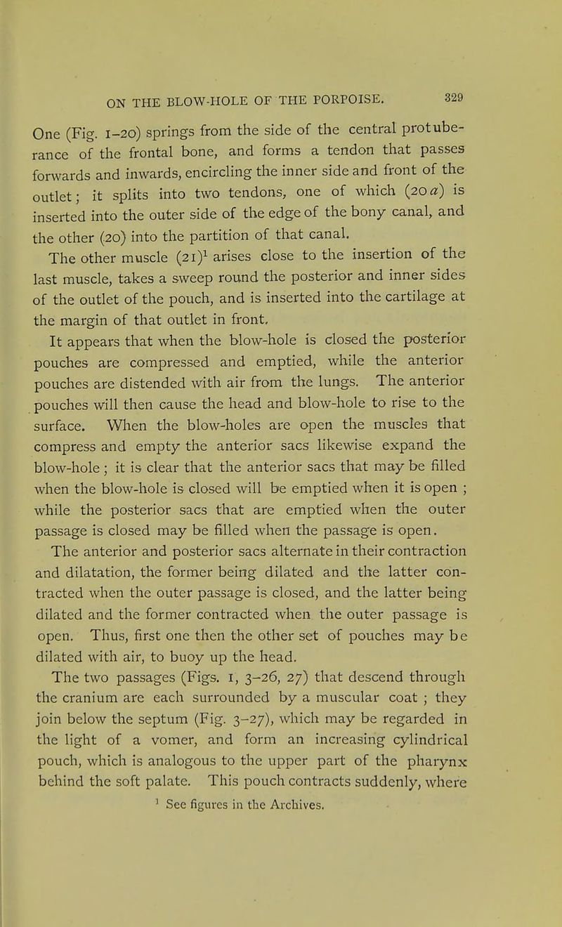 One (Fig. 1-20) springs from the side of the central protube- rance of the frontal bone, and forms a tendon that passes forwards and inwards, encircling the inner side and front of the outlet; it splits into two tendons, one of which {20a) is inserted into the outer side of the edge of the bony canal, and the other (20) into the partition of that canal. The other muscle (21)^ arises close to the insertion of the last muscle, takes a sweep round the posterior and inner sides of the outlet of the pouch, and is inserted into the cartilage at the margin of that outlet in front. It appears that when the blow-hole is closed the posterior pouches are compressed and emptied, while the anterior pouches are distended with air from the lungs. The anterior pouches will then cause the head and blow-hole to rise to the surface. When the blow-holes are open the muscles that compress and empty the anterior sacs likewise expand the blow-hole ; it is clear that the anterior sacs that may be filled when the blow-hole is closed will be emptied when it is open ; while the posterior sacs that are emptied when the outer passage is closed may be filled when the passage is open. The anterior and posterior sacs alternate in their contraction and dilatation, the former being dilated and the latter con- tracted when the outer passage is closed, and the latter being dilated and the former contracted when the outer passage is open. Thus, first one then the other set of pouches may be dilated with air, to buoy up the head. The two passages (Figs, i, 3-26, 27) that descend through the cranium are each surrounded by a muscular coat ; they join below the septum (Fig. 3-27), which may be regarded in the light of a vomer, and form an increasing cylindrical pouch, which is analogous to the upper part of the pharynx behind the soft palate. This pouch contracts suddenly, where