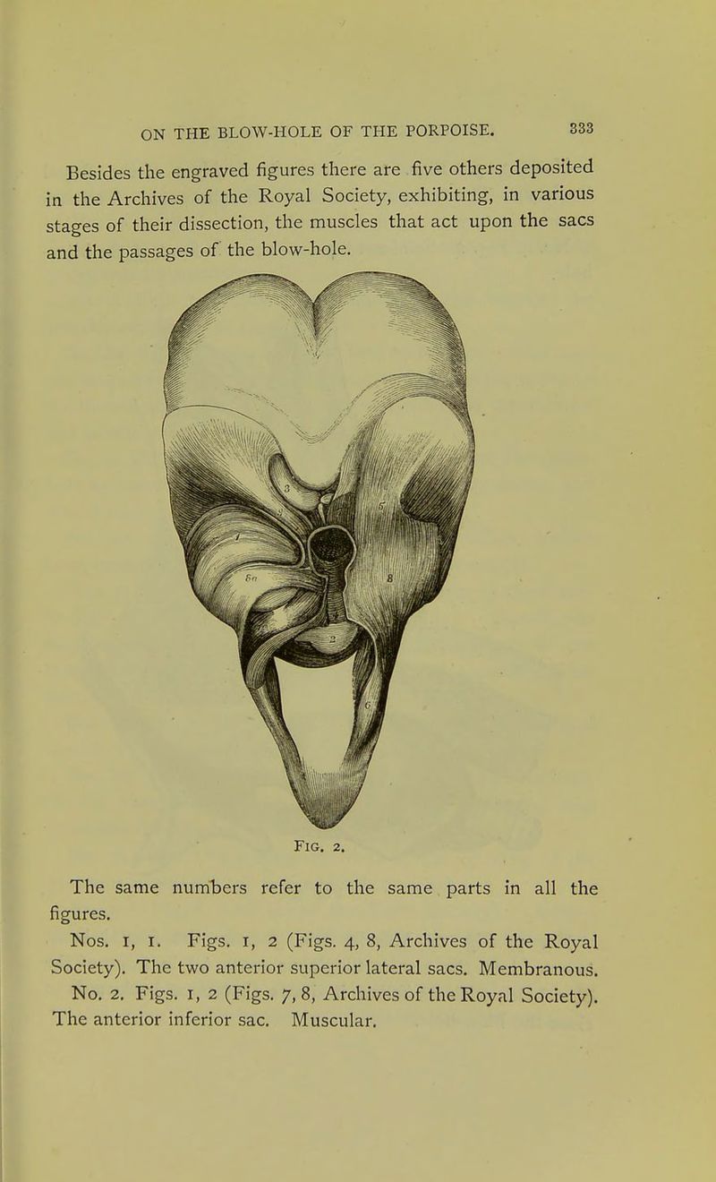 Besides the engraved figures there are five others deposited in the Archives of the Royal Society, exhibiting, in various stages of their dissection, the muscles that act upon the sacs and the passages of the blow-hole. Fig. 2. The same numbers refer to the same parts in all the figures. Nos. I, I. Figs, I, 2 (Figs. 4, 8, Archives of the Royal Society). The two anterior superior lateral sacs. Membranous. No, 2, Figs. I, 2 (Figs, 7,8, Archives of the Royal Society). The anterior inferior sac. Muscular.