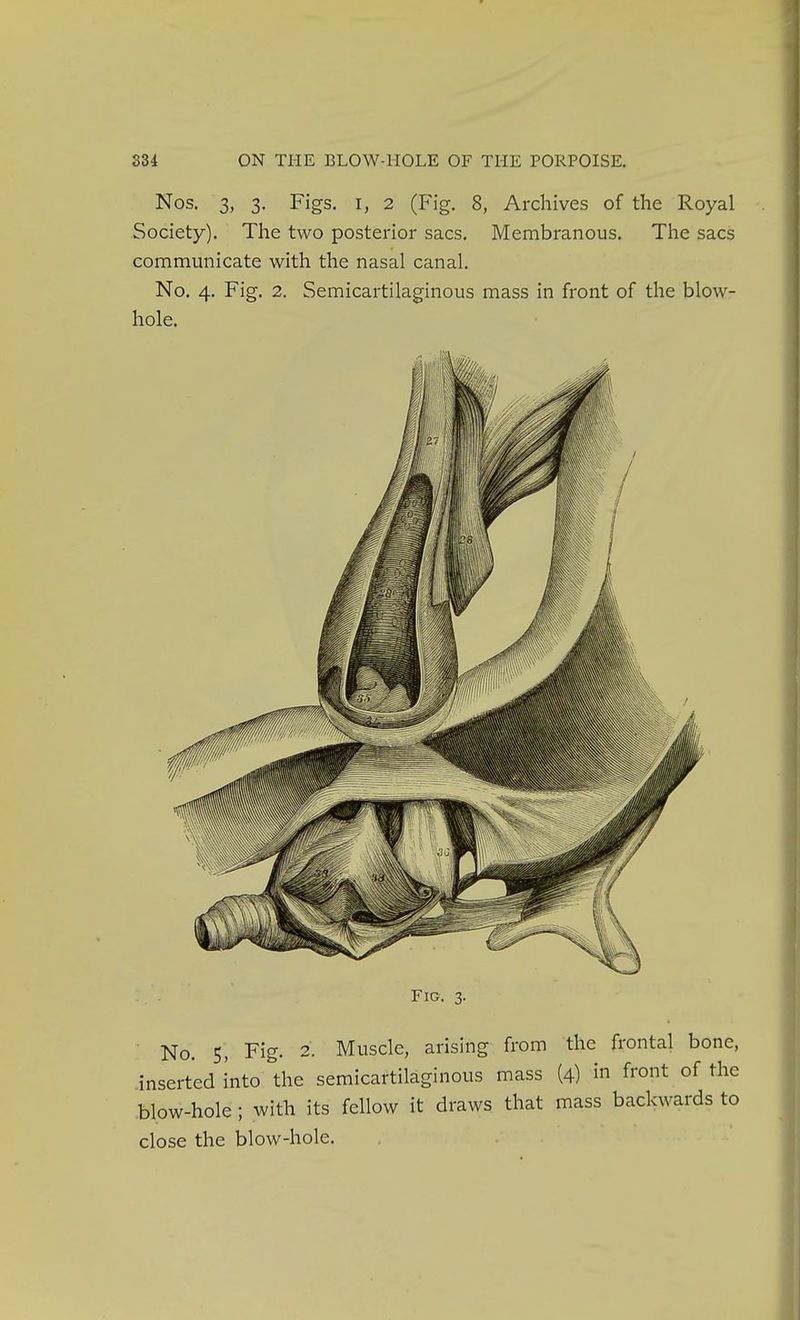 Nos. 3, 3. Figs, I, 2 (Fig. 8, Archives of the Royal Society). The two posterior sacs. Membranous, The sacs communicate with the nasal canal. No, 4. Fig. 2. Semicartilaginous mass in front of the blow- hole. Fig. 3. ■ No. 5, Fig. 2. Muscle, arising from the frontal bone, .inserted into the semicartilaginous mass (4) in front of the blow-hole ; with its fellow it draws that mass backwards to close the blow-hole.