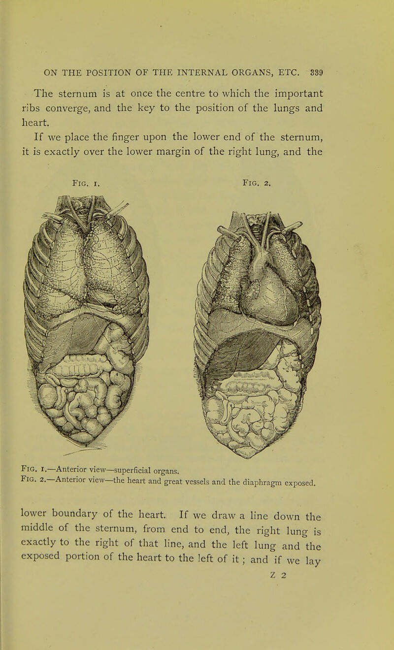 The sternum is at once the centre to which the important ribs converge, and the key to the position of the lungs and heart. If we place the finger upon the lower end of the sternum, it is exactly over the lower margin of the right lung, and the Fig. I. Fig. 2. Fig. I.—Anterior view—superficial organs. Fig. 2.—Anterior view—the heart and great vessels and the diaphragm exposed. lower boundary of the heart. If we draw a line down the middle of the sternum, from end to end, the right lung is exactly to the right of that line, and the left lung and the exposed portion of the heart to the left of it ; and if we lay