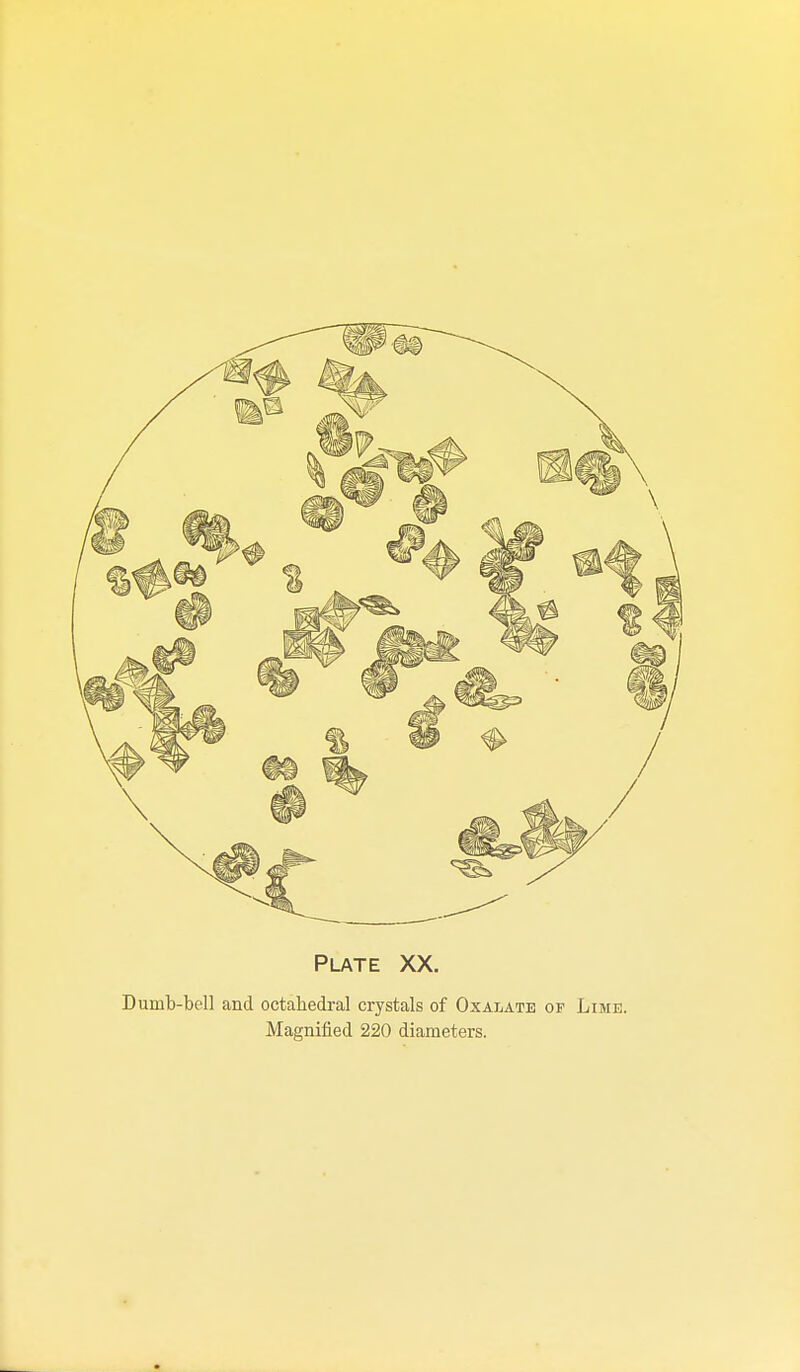 Dumb-bell and octahedi-al crystals of OxaijAte of Limb. Magnified 220 diameters.