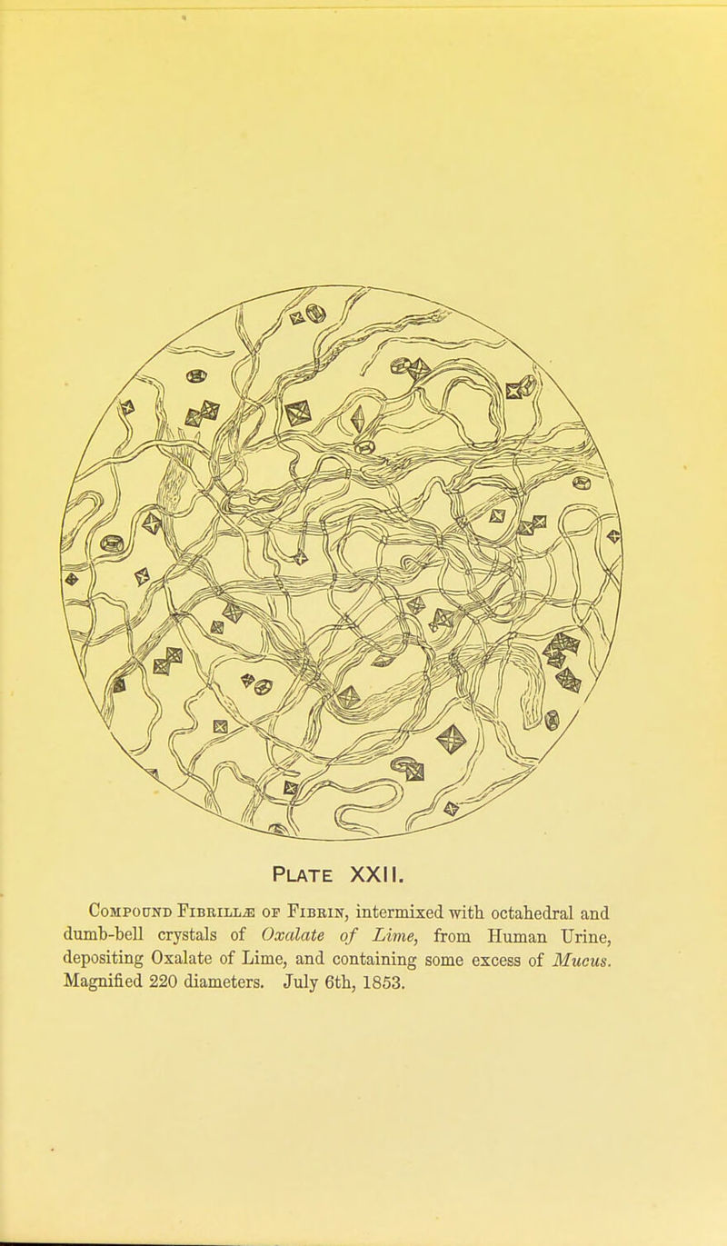 Compound FiBRiLLiE of Fibrin, intermixed with octahedral and dumb-bell crystals of Oxalate of Lime, from Human Urine, depositing Oxalate of Lime, and containing some excess of Mucus. Magnified 220 diameters. July 6th, 1853.