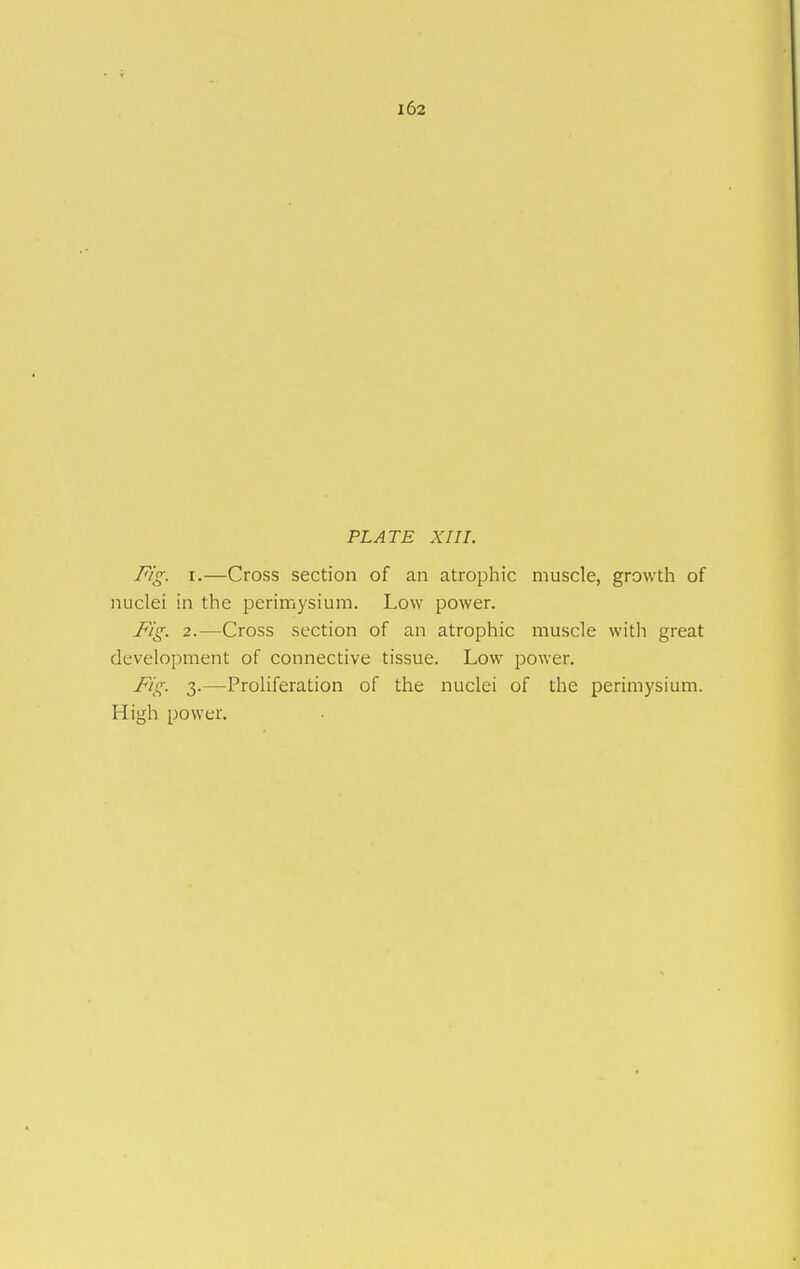 102 PLATE XIII. Fig. I.—Cross section of an atrophic muscle, growth of nuclei in the perimysium. Low power. Fig. 2.—Cross section of an atrophic muscle with great development of connective tissue. Low power. Fig. 3.—Proliferation of the nuclei of the perimysium. High power.