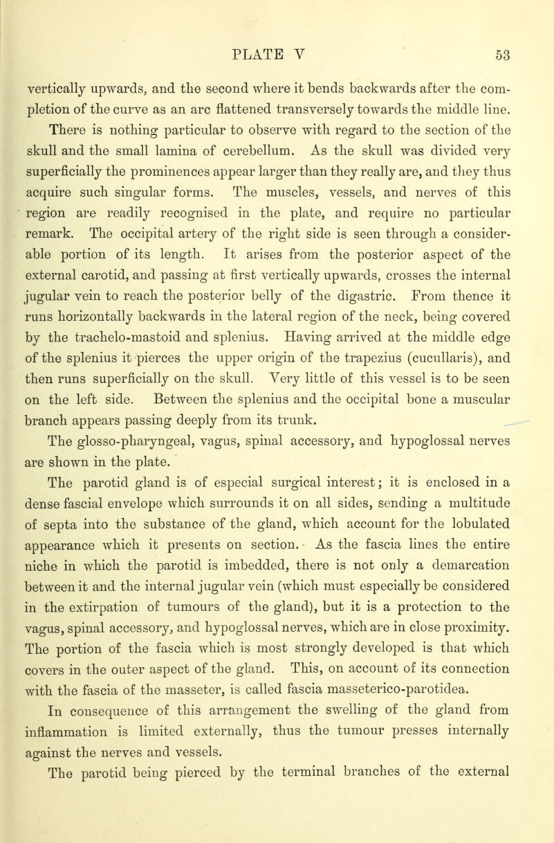 vertically upwards, and tlie second where it bends backwards after the com- pletion of the curve as an arc flattened transversely towards the middle line. There is nothing particular to observe with regard to the section of the skull and the small lamina of cerebellum. As the skull was divided very superficially the prominences appear larger than they really are, and they thus acquire such singular forms. The muscles, vessels, and nerves of this region are readily recognised in the plate, and require no particular remark. The occipital artery of the right side is seen through a consider- able portion of its length. It arises from the posterior aspect of the external carotid, and passing at first vertically upwards, crosses the internal jugular vein to reach the posterior belly of the digastric. From thence it runs horizontally backwards in the lateral region of the neck, being covered by the trachelo-mastoid and splenius. Having arrived at the middle edge of the splenius it pierces the upper origin of the trapezius (cucuUaris), and then runs superficially on the skull. Very little of this vessel is to be seen on the left side. Between the splenius and the occipital bone a muscular branch appears passing deeply from its trunk. The glosso-pharyngeal, vagus, spinal accessory, and hypoglossal nerves are shown in the plate. The parotid gland is of especial surgical interest; it is enclosed in a dense fascial envelope which surrounds it on all sides, sending a multitude of septa into the substance of the gland, which account for the lobulated appearance which it presents on section. As the fascia lines the entire niche in which the parotid is imbedded, there is not only a demarcation between it and the internal jugular vein (which must especially be considered in the extirpation of tumours of the gland), but it is a protection to the vagus, spinal accessory, and hypoglossal nerves, which are in close proximity. The portion of the fascia which is most strongly developed is that which covers in the outer aspect of the gland. This, on account of its connection with the fascia of the masseter, is called fascia masseterico-parotidea. In consequence of this arrangement the swelling of the gland from inflammation is limited externally, thus the tumour presses internally against the nerves and vessels. The parotid being pierced by the terminal branches of the external