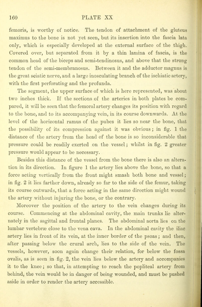 femoris, is Tvortliy of notice. Tlie tendon of attachment of the gluteus maximus to the bone is not yet seen, but its insertion into the fascia lata only, which is especially developed at the external surface of the thigh. Covered over, but separated from it by a thin lamina of fascia, is the common head of the biceps and semi-tendinosus, and above that the strong tendon of the semi-membranosus. Between it and the adductor magnus is the great sciatic nerve, and a large inosculating branch of the ischiatic artery, with the first perforating and the profunda. The segment, the upper surface of which is here represented, was about two inches thick. If the sections of the arteries in both plates be com- pared, it will be seen that the femoral artery changes its position with regard to the bone, and to its accompanying vein, in its course downwards. At the level of the horizontal ramus of the pubes it hes so near the bone, that the possibility of its compression against it was obvious ; in fig. 1 the distance of the artery from the head of the bone is so inconsiderable that pressure could be readily exerted on the vessel; whilst in fig. 2 greater pressure woiüd appear to be necessary. Besides this distance of the vessel from the bone there is also an altera- tion in its direction. In figure 1 the artery lies above the bone, so that a force acting vertically from the front might smash both bone and vessel; in fig. 2 it lies farther down, already so far to the side of the femur, taking its course outwards, that a force acting in the same direction might wound the artery without injuring the bone, or the contrary. Moreover the position of the artery to the vein changes during its course. Commencing at the abdominal cavity, the main trunks lie alter- nately in the sagittal and frontal planes. The abdominal aorta lies on the lumbar vertebrae close to the vena cava. In the abdominal cavity the ihac artery lies in front of its vein, at the inner border of the psoas; and then, after passing below the crural arch, lies to the side of the vein. The vessels, however, soon again change them relation, for below the fossa ovalis, as is seen in fig. 2, the vein lies below the artery and accompanies it to the knee; so that, in attempting to reach the popliteal arterj^ from behind, the vein would be in danger of being wounded, and must be pushed aside in order to render the artery accessible.
