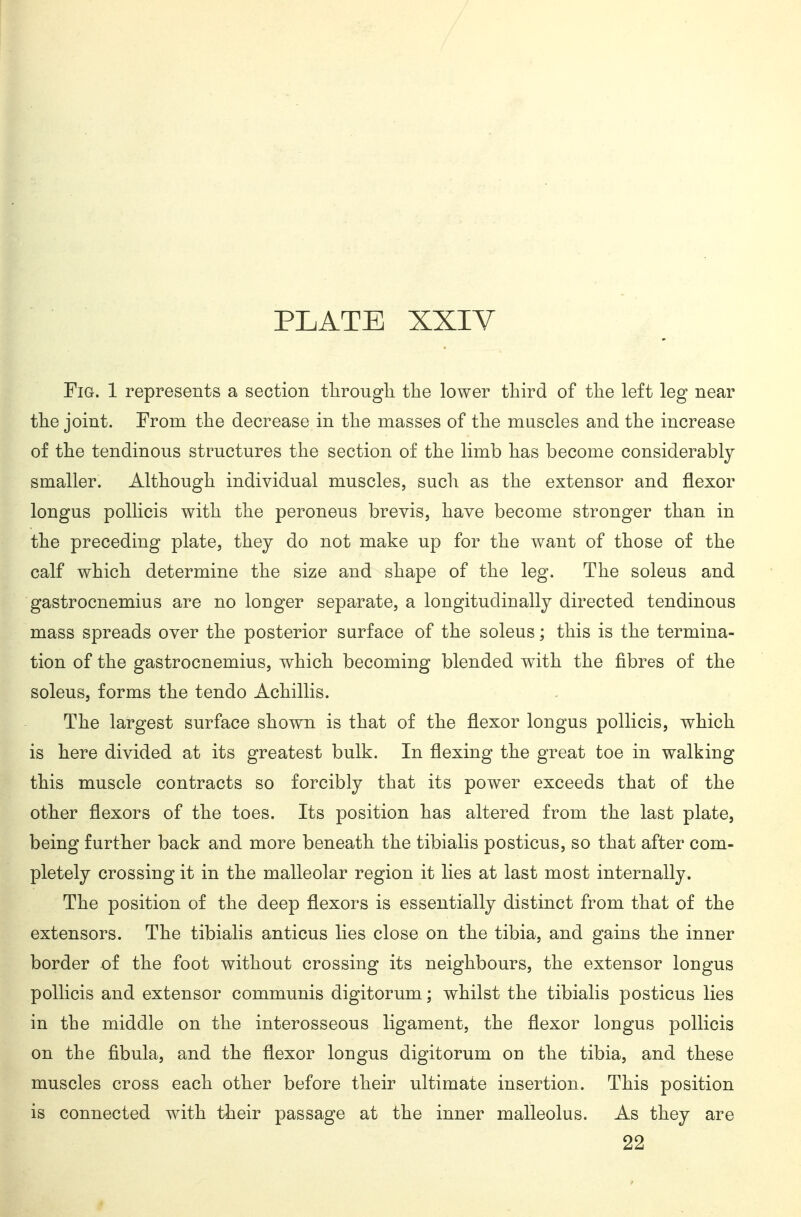 PLATE XXIV Fig. 1 represents a section tlirougli the lower third of the left leg near the joint. From the decrease in the masses of the muscles and the increase of the tendinous structures the section of the limb has become considerably smaller. Although individual muscles, such as the extensor and flexor longus pollicis with the peroneus brevis, have become stronger than in the preceding plate, they do not make up for the want of those of the calf which determine the size and shape of the leg. The soleus and gastrocnemius are no longer separate, a longitudinally directed tendinous mass spreads over the posterior surface of the soleus; this is the termina- tion of the gastrocnemius, which becoming blended with the fibres of the soleus, forms the tendo Achillis. The largest surface shown is that of the flexor longus pollicis, which is here divided at its greatest bulk. In flexing the great toe in walking this muscle contracts so forcibly that its power exceeds that of the other flexors of the toes. Its position has altered from the last plate, being further back and more beneath the tibialis posticus, so that after com- pletely crossing it in the malleolar region it lies at last most internally. The position of the deep flexors is essentially distinct from that of the extensors. The tibialis anticus lies close on the tibia, and gains the inner border of the foot without crossing its neighbours, the extensor longus pollicis and extensor communis digitorum; whilst the tibialis posticus lies in the middle on the interosseous ligament, the flexor longus pollicis on the fibula, and the flexor longus digitorum on the tibia, and these muscles cross each other before their ultimate insertion. This position is connected with their passage at the inner malleolus. As they are