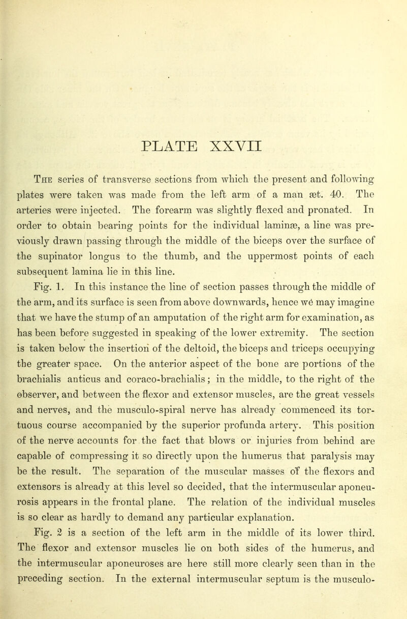 The series of transverse sections from wMcli tlie present and following plates were taken was made from the left arm of a man get. 40. The arteries were injected. The forearm was slightly flexed and pronated. In order to obtain bearing points for the individual laminse, a line was pre- viously drawn passing through the middle of the biceps over the surface of the supinator longus to the thumb, and the uppermost points of each subsequent lamina lie in this line. Fig. 1. In this instance the line of section passes through the middle of the arm, and its surface is seen from above downwards, hence wö may imagine that we have the stump of an amputation of the right arm for examination, as has been before suggested in speaking of the lower extremity. The section is taken below the insertion of the deltoid, the biceps and triceps occupying the greater space. On the anterior aspect of the bone are portions of the brachialis anticus and coraco-brachialis; in the middle, to the right of the observer, and between the flexor and extensor muscles, are the great vessels and nerves, and the musculo-spiral nerve has already commenced its tor- tuous course accompanied by the superior profunda artery. This position of the nerve accounts for the fact that blows or injuries from behind are capable of compressing it so directly upon the humerus that paralysis may be the result. The separation of the muscular masses of the flexors and extensors is already at this level so decided, that the intermuscular aponeu- rosis appears in the frontal plane. The relation of the individual muscles is so clear as hardly to demand any particular explanation. Fig. 2 is a section of the left arm in the middle of its lower third. The flexor and extensor muscles lie on both sides of the humerus, and the intermuscular aponeuroses are here still more clearly seen than in the preceding section. In the external intermuscular septum is the musculo-