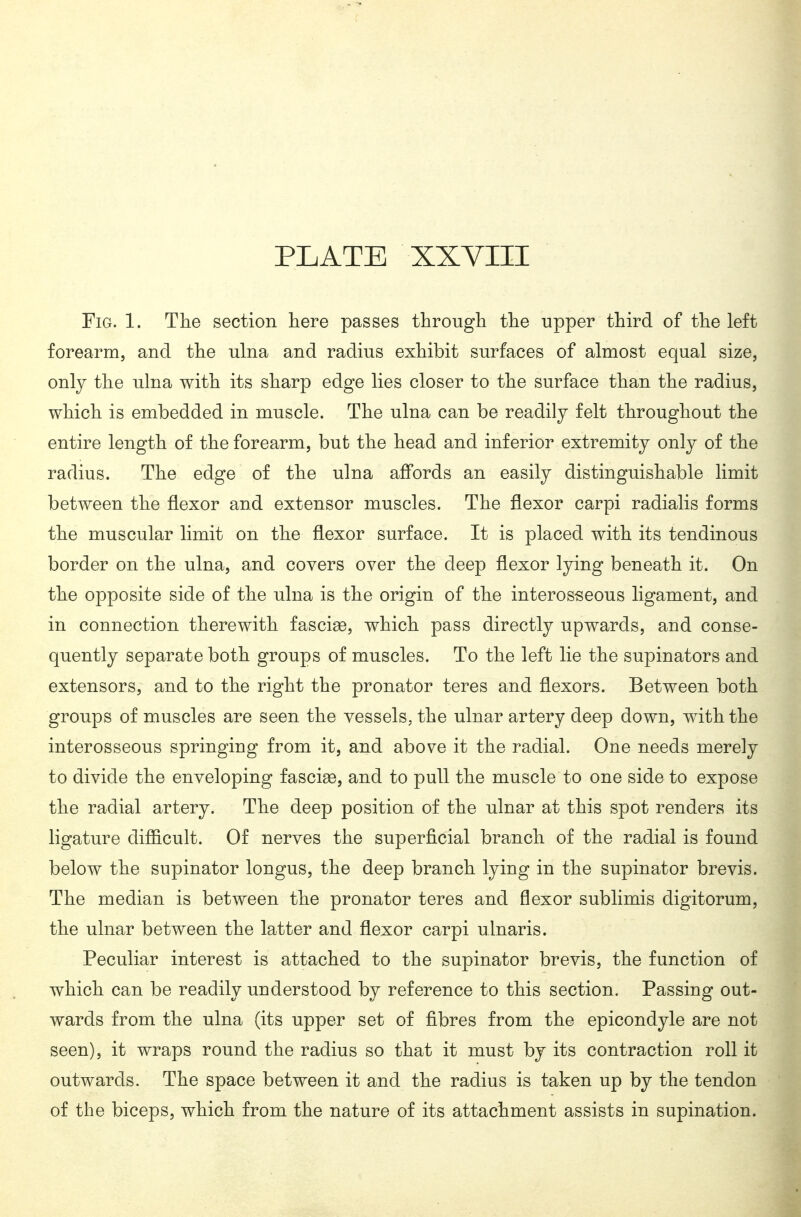 Fig. 1. The section liere passes through the upper third of the left forearm, and the ulna and radius exhibit surfaces of almost equal size, only the ulna with its sharp edge lies closer to the surface than the radius, which is embedded in muscle. The ulna can be readily felt throughout the entire length of the forearm, but the head and inferior extremity only of the radius. The edge of the ulna affords an easily distinguishable limit between the flexor and extensor muscles. The flexor carpi radialis forms the muscular limit on the flexor surface. It is placed with its tendinous border on the ulna, and covers over the deep flexor lying beneath it. On the opposite side of the ulna is the origin of the interosseous ligament, and in connection therewith fasciso, which pass directly upwards, and conse- quently separate both groups of muscles. To the left lie the supinators and extensors, and to the right the pronator teres and flexors. Between both groups of muscles are seen the vessels, the ulnar artery deep down, with the interosseous springing from it, and above it the radial. One needs merely to divide the enveloping fascise, and to pull the muscle to one side to expose the radial artery. The deep position of the ulnar at this spot renders its ligature difficult. Of nerves the superficial branch of the radial is found below the supinator longus, the deep branch lying in the supinator brevis. The median is between the pronator teres and flexor sublimis digitorum, the ulnar between the latter and flexor carpi ulnaris. Peculiar interest is attached to the supinator brevis, the function of which can be readily understood by reference to this section. Passing out- wards from the ulna (its upper set of fibres from the epicondyle are not seen), it wraps round the radius so that it must by its contraction roll it outwards. The space between it and the radius is taken up by the tendon of the biceps, which from the nature of its attachment assists in supination.