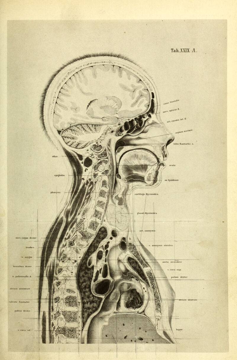 Tab.XXIX A.