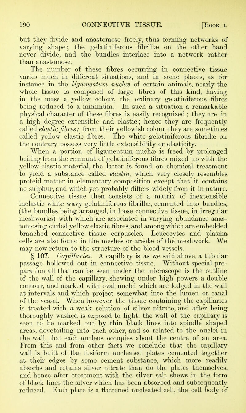 but they divide and anastomose freely, thus forming networks of varying shape; the gelatiniferous fibrillae on the other hand never divide, and the bundles interlace into a network rather than anastomose. The number of these fibres occurring in connective tissue varies much in different situations, and in some places, as for instance in the ligameritum nuchce of certain animals, nearly the whole tissue is composed of large fibres of this kind, having in the mass a yellow colour, the ordinary gelatiniferous fibres being reduced to a minimum. In such a situation a remarkable physical character of these fibres is easily recognized; they are in a high degree extensible and elastic; hence they are frequently called elastic fibres; from their yellowish colour they are sometimes called yellow elastic fibres. The white gelatiniferous fibrillae on the contrary possess very little extensibility or elasticity. When a portion of ligamentum nuchse is freed by prolonged boiling from the remnant of gelatiniferous fibres mixed up with the yellow elastic material, the latter is found on chemical treatment to yield a substance called elastin, which very closely resembles proteid matter in elementary composition except that it contains no sulphur, and which yet probably differs widely from it in nature. Connective tissue then consists of a matrix of inextensible inelastic white wavy gelatiniferous fibrillae, cemented into bundles, (the bundles being arranged, in loose connective tissue, in irregular meshworks) with which are associated in varying abundance anas- tomosing curled yellow elastic fibres, and among which are embedded branched connective tissue corpuscles. Leucocytes and plasma cells are also found in the meshes or areolae of the meshwork. We may now return to the structure of the blood vessels. § 107. Capillaries. A capillary is, as we said above, a tubular passage hollowed out in connective tissue. Without special pre- paration all that can be seen under the microscope is the outline of the wall of the capillary, shewing under high powers a double contour, and marked with oval nuclei which are lodged in the wall at intervals and which project somewhat into the lumen or canal of the vessel. When however the tissue containing the capillaries is treated with a weak solution of silver nitrate, and after being thoroughly washed is exposed to light, the wall of the capillary is seen to be marked out by thin black lines into spindle shaped areas, dovetailing into each other, and so related to the nuclei in the wall, that each nucleus occupies about the centre of an area. From this and from other facts we conclude that the capillary wall is built of flat fusiform nucleated plates cemented together at their edges by some cement substance, which more readily absorbs and retains silver nitrate than do the plates themselves, and hence after treatment with the silver salt shews in the form of black lines the silver which has been absorbed and subsequently reduced. Each plate is a flattened nucleated cell, the cell body of
